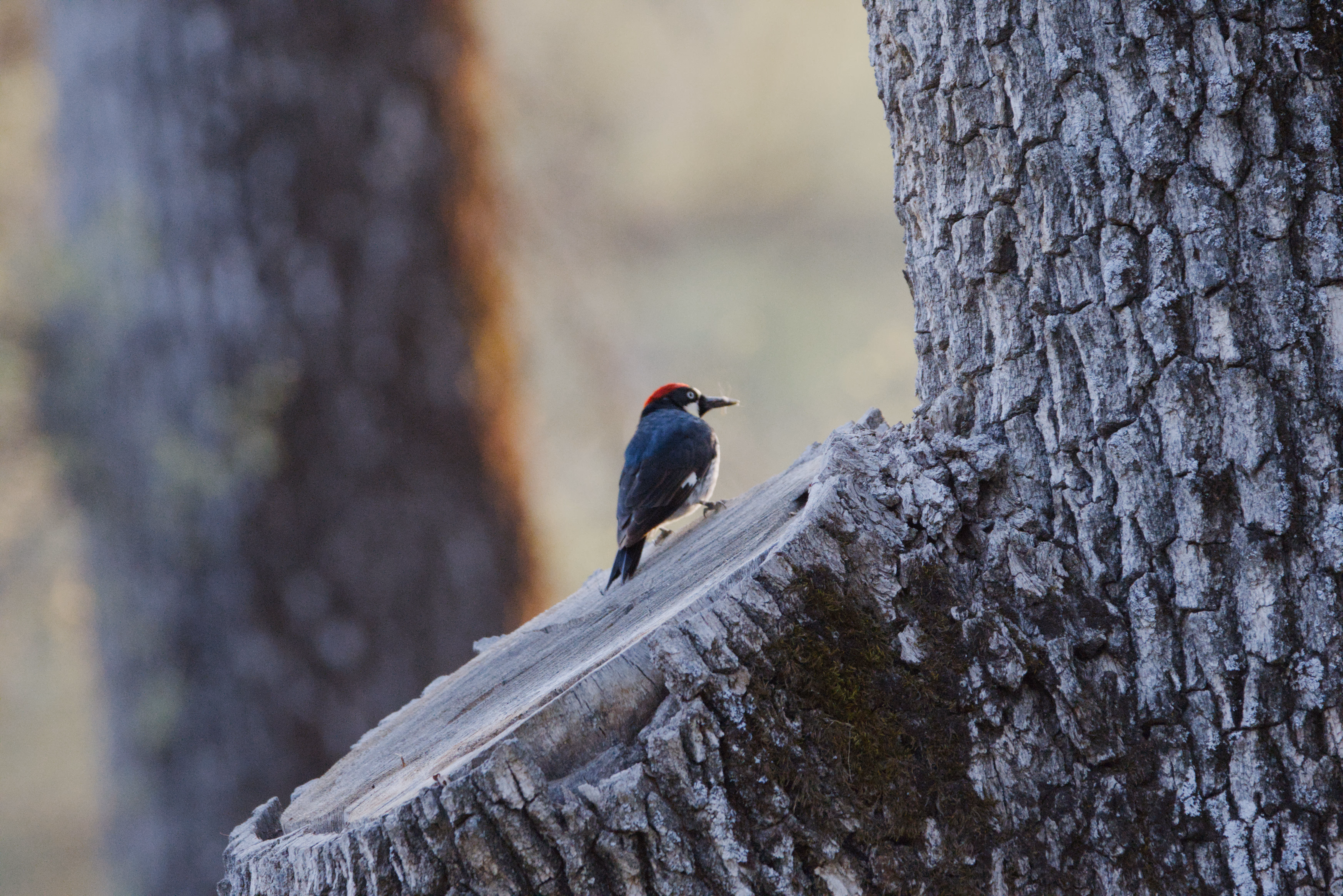 Acorn Woodpecker photograph 1