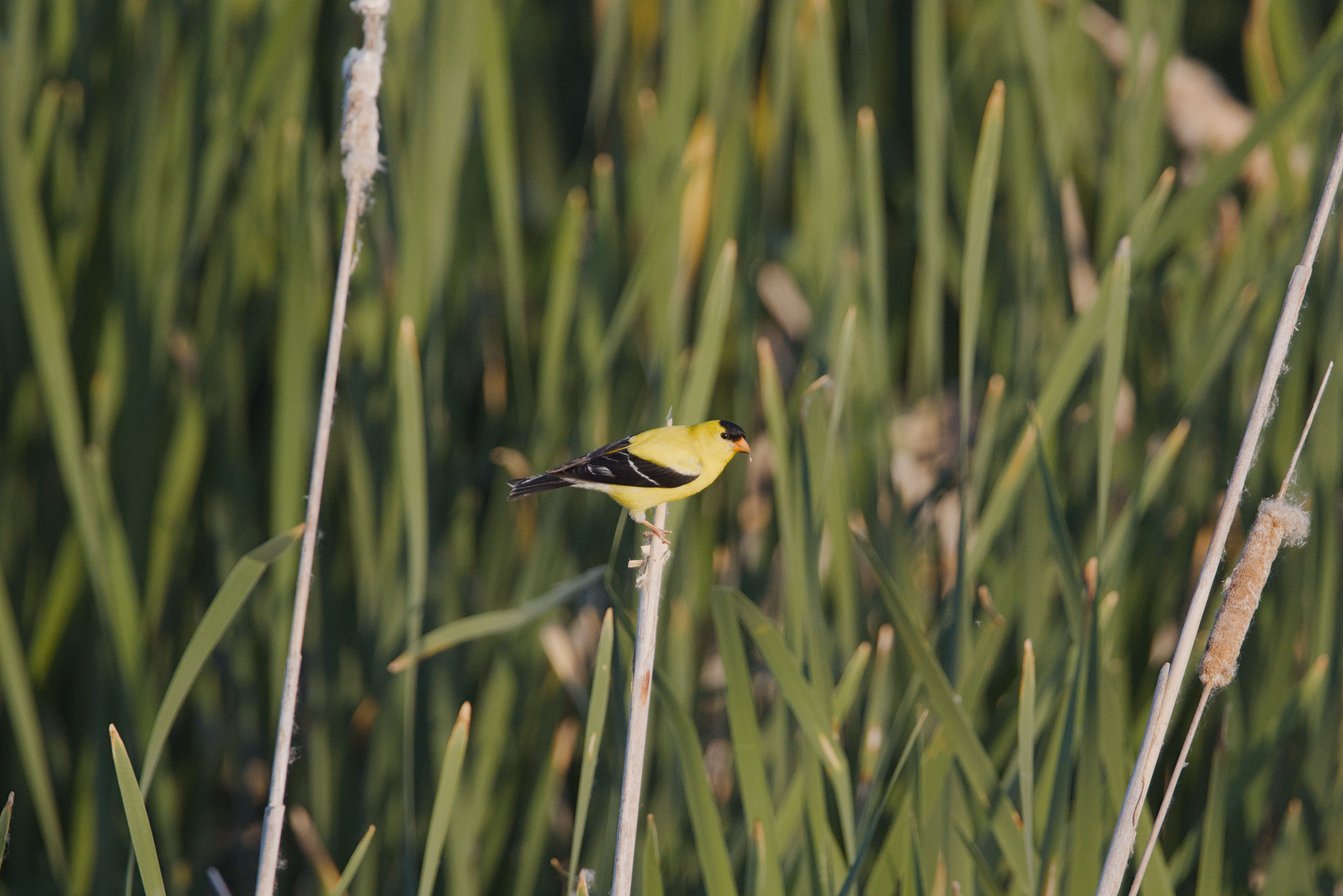 American Goldfinch photograph 1