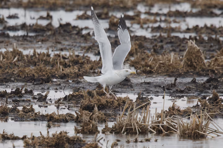 American Herring Gull trip image