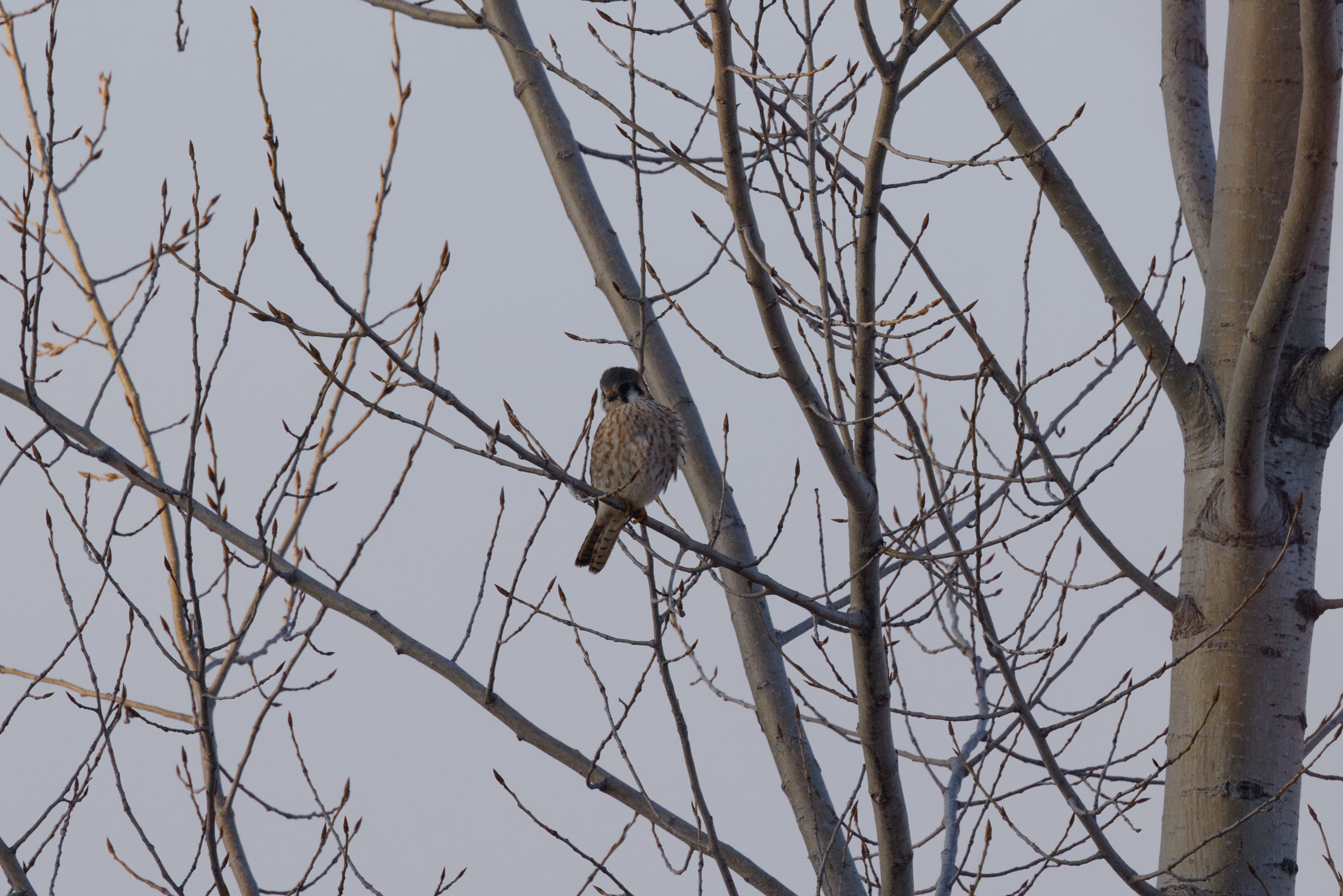 American Kestrel trip cover