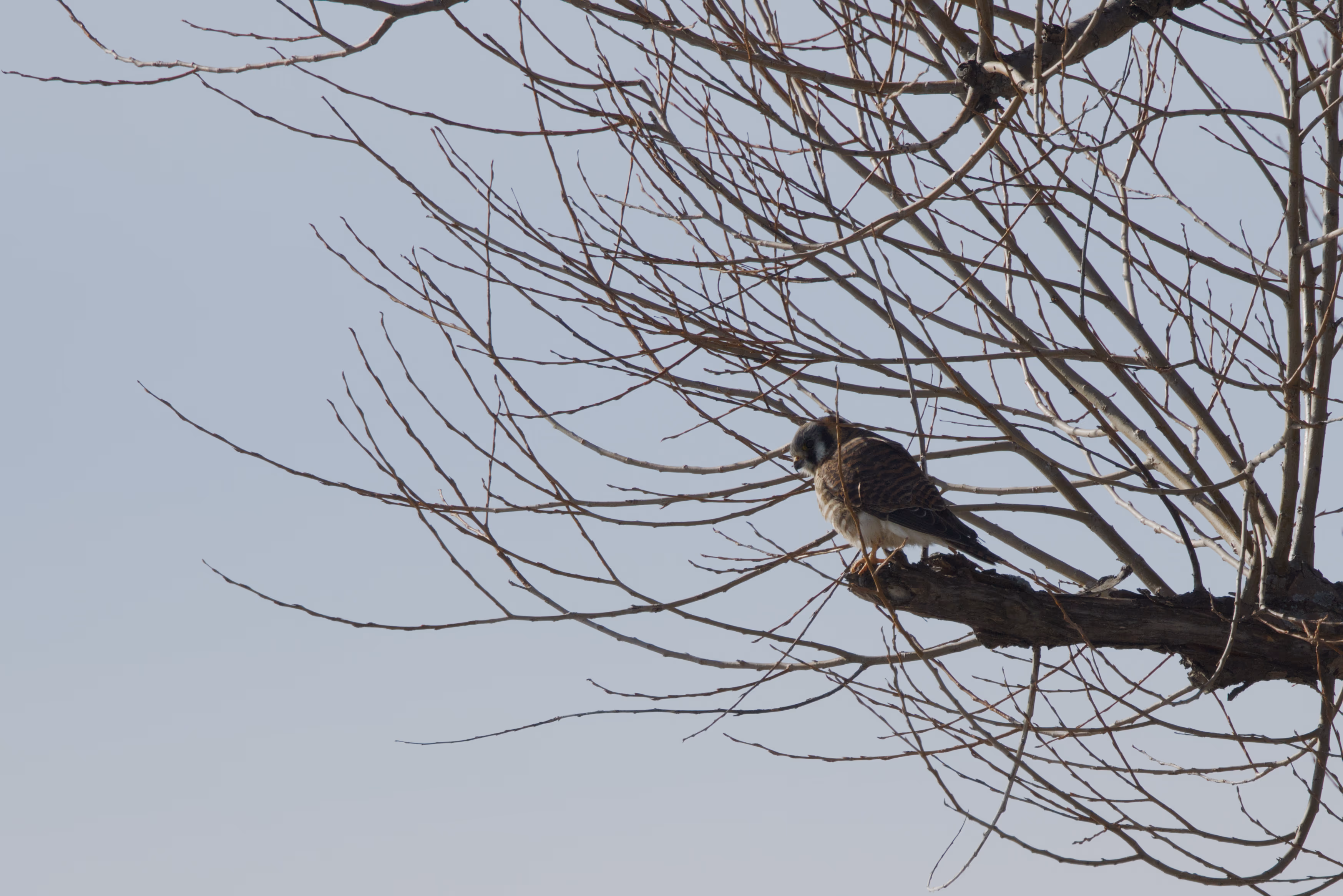 American Kestrel recent capture