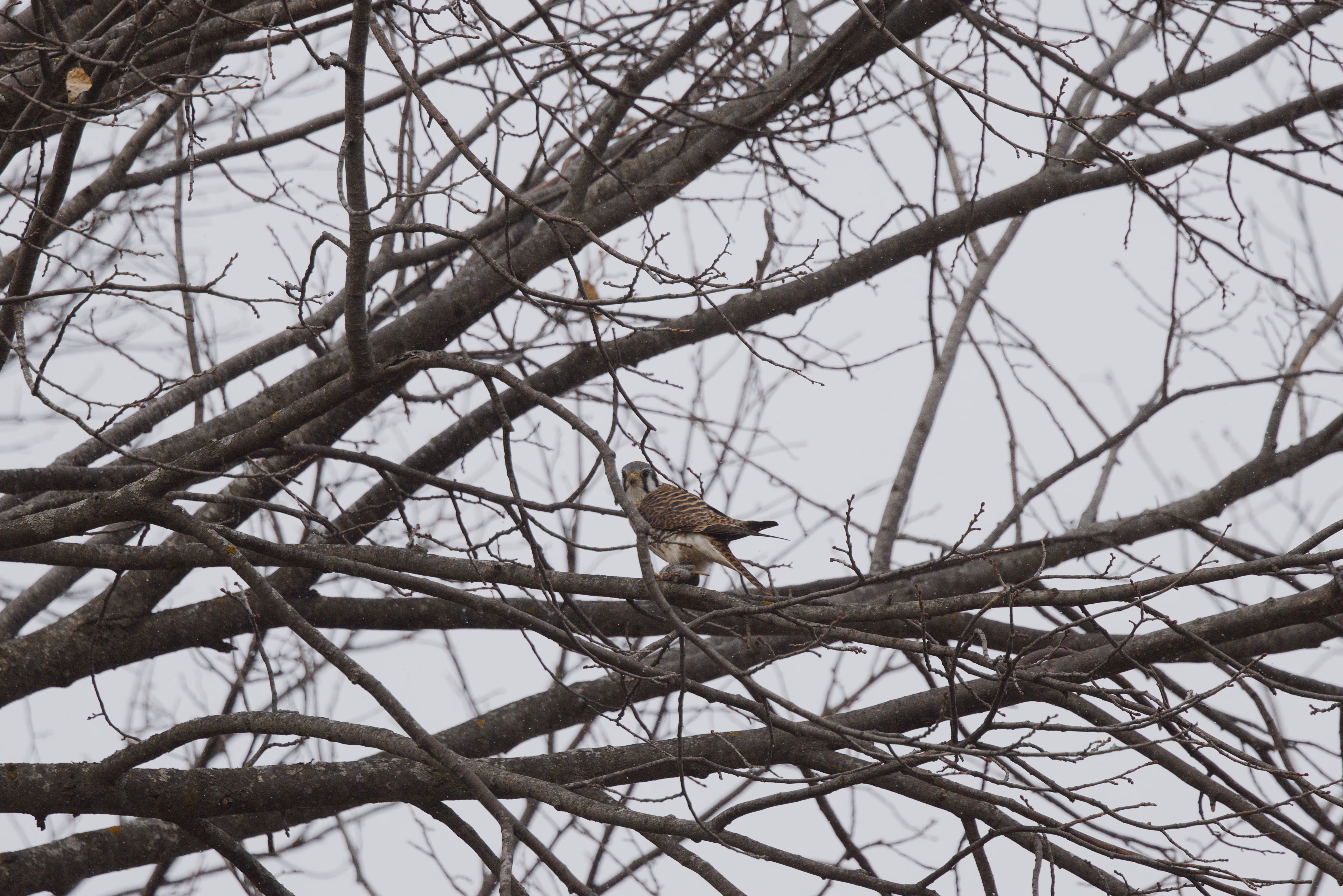 American Kestrel trip cover