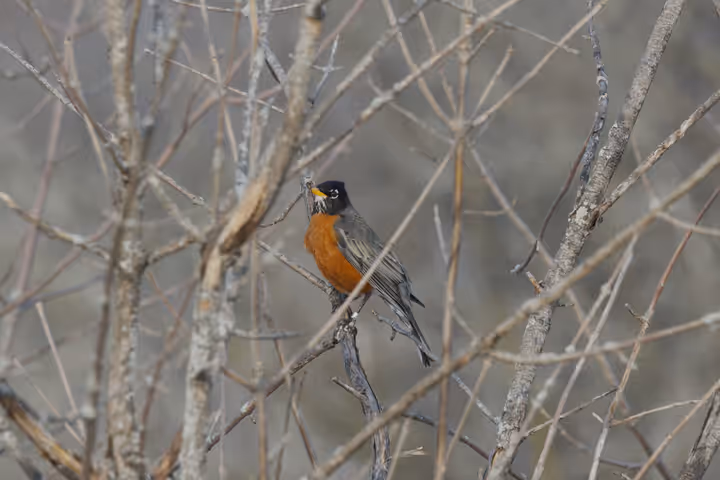 American Robin trip image