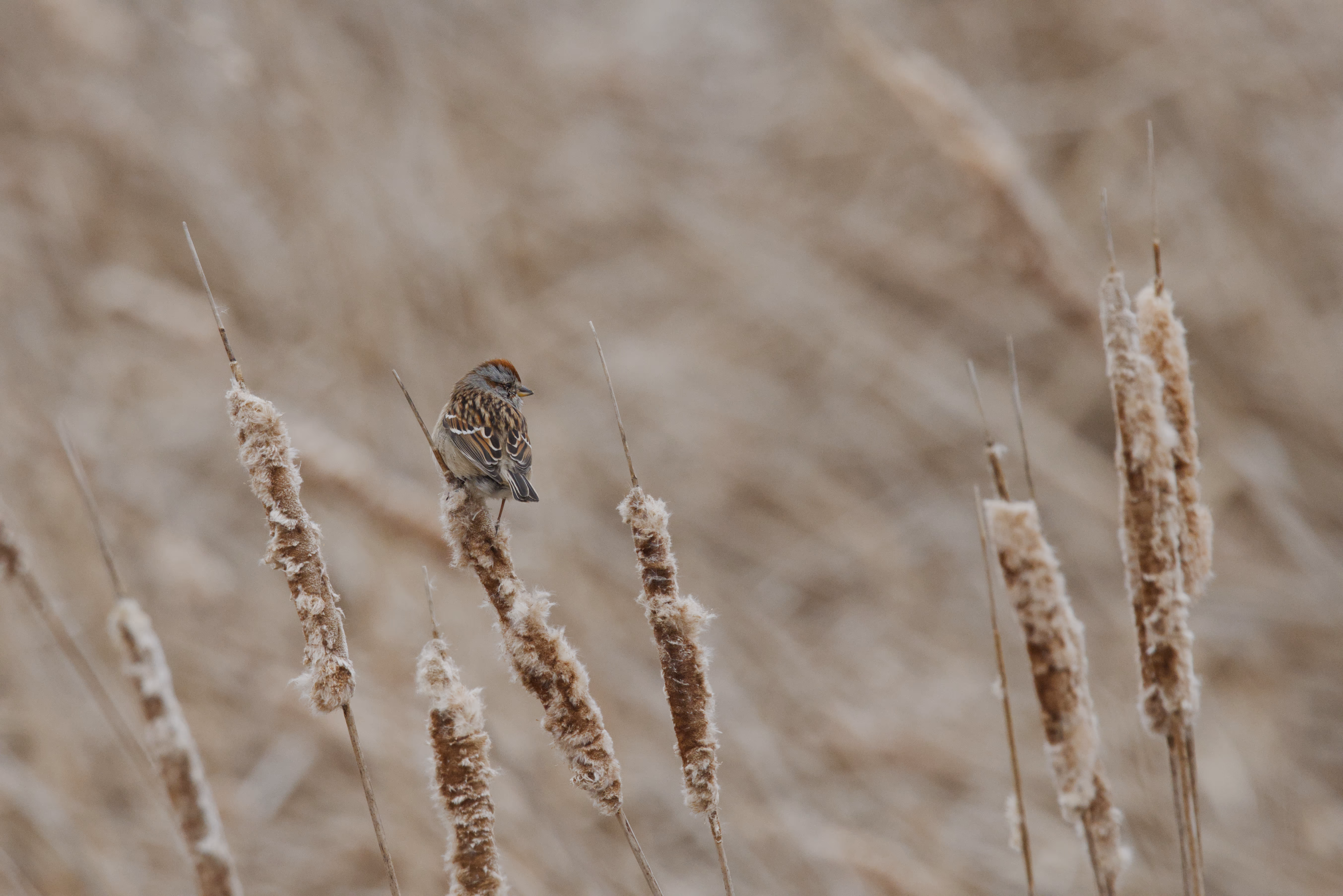 American Tree Sparrow photograph 1