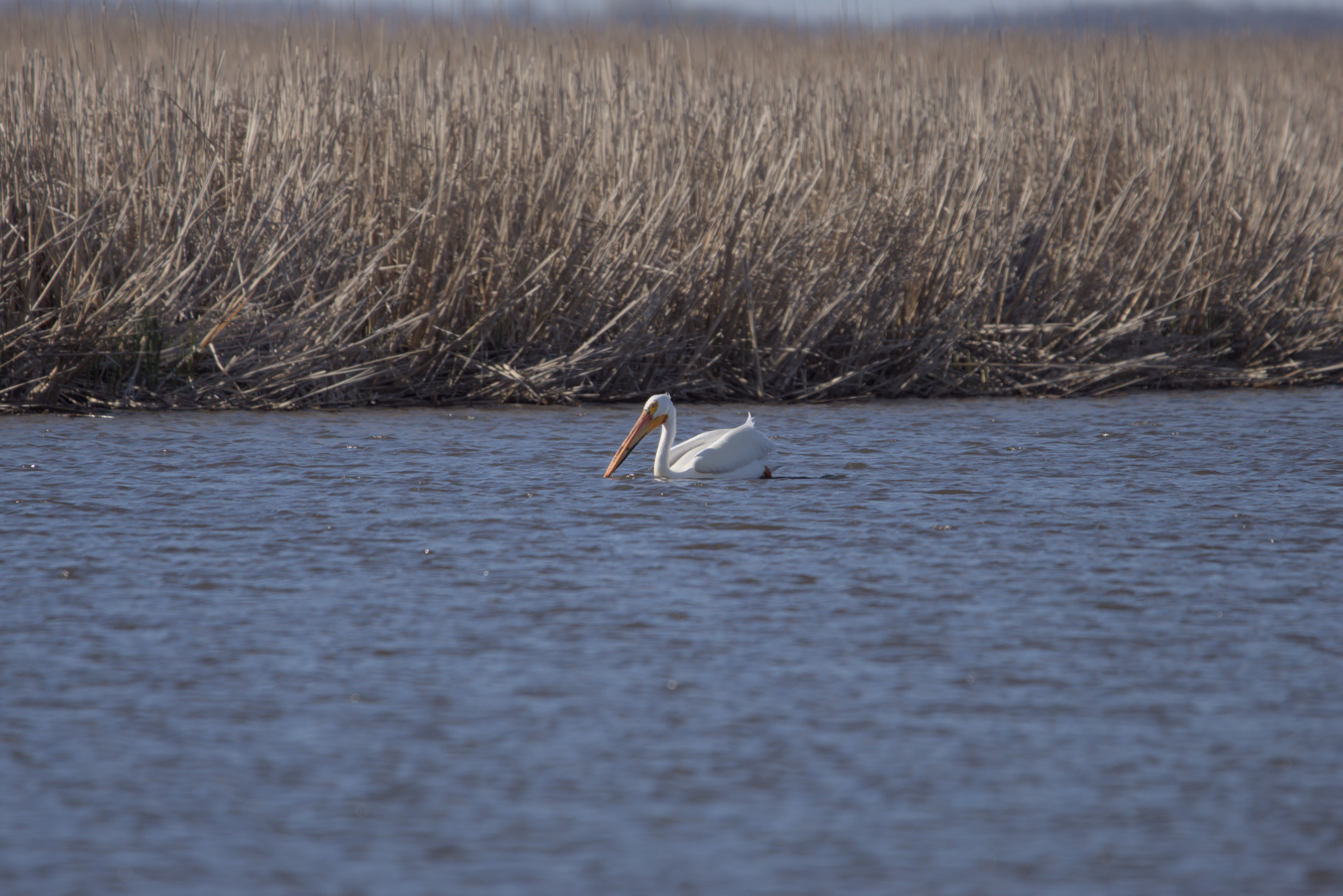 American White Pelican photograph 1