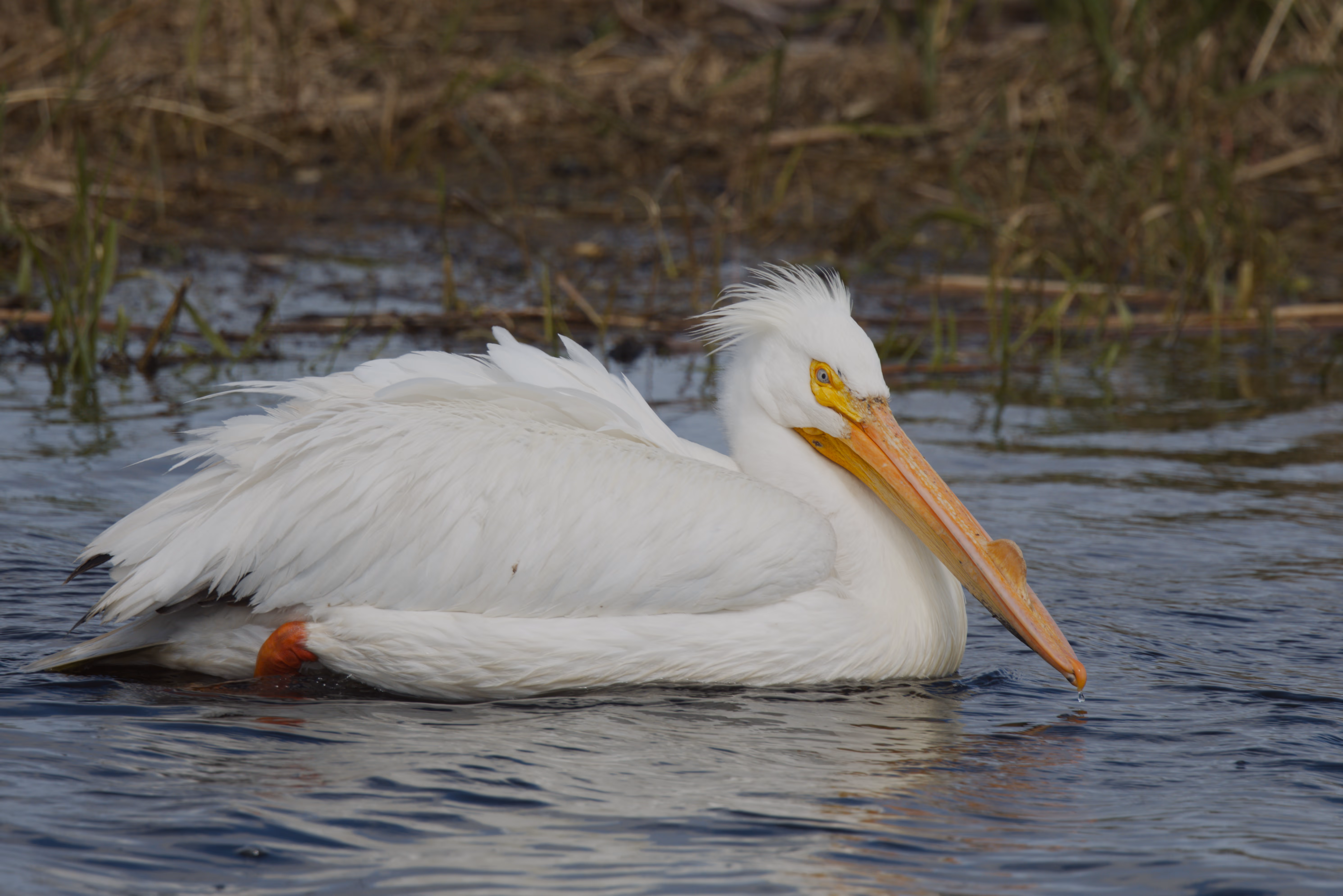American White Pelican photograph 1