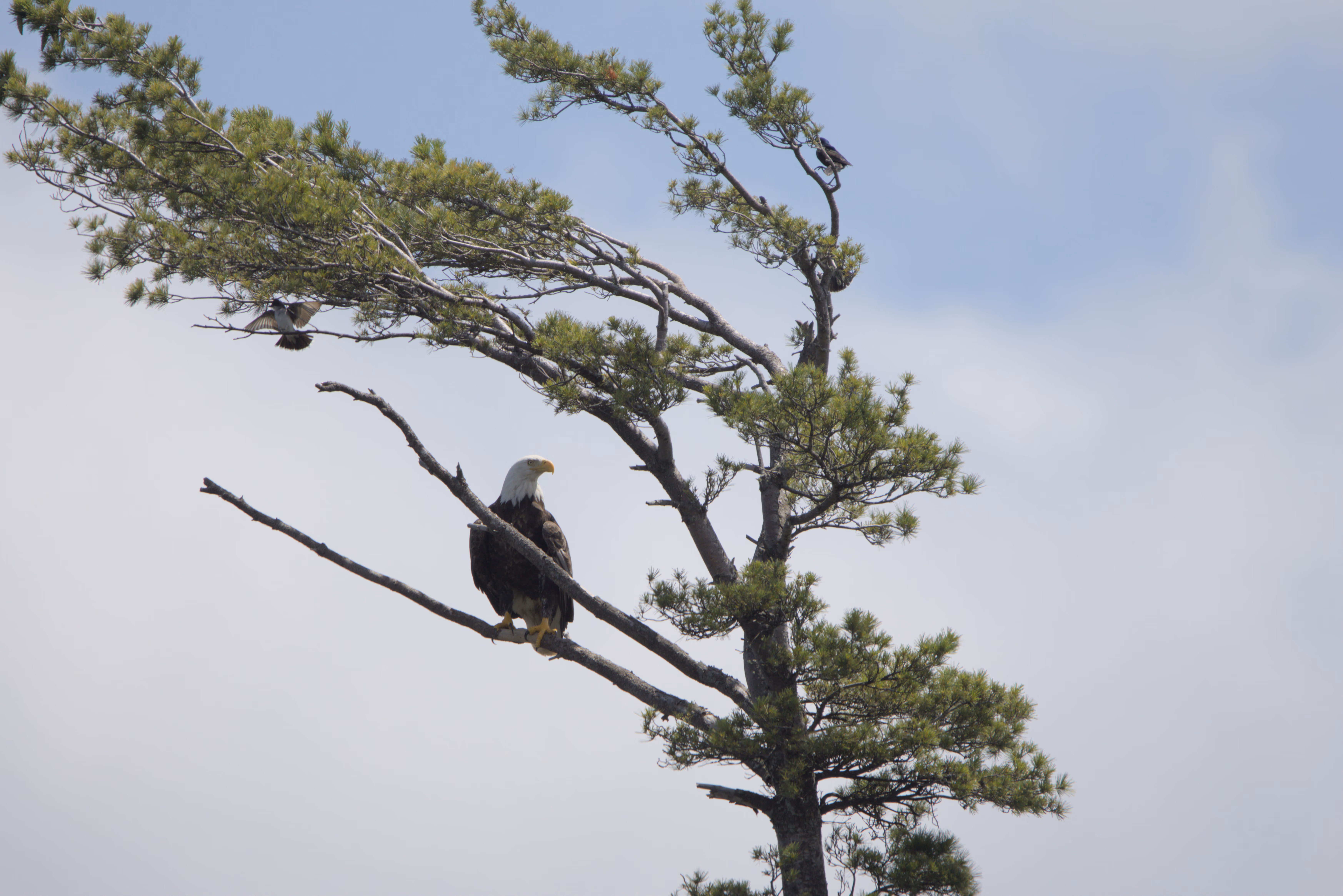 Bald Eagle photograph 2