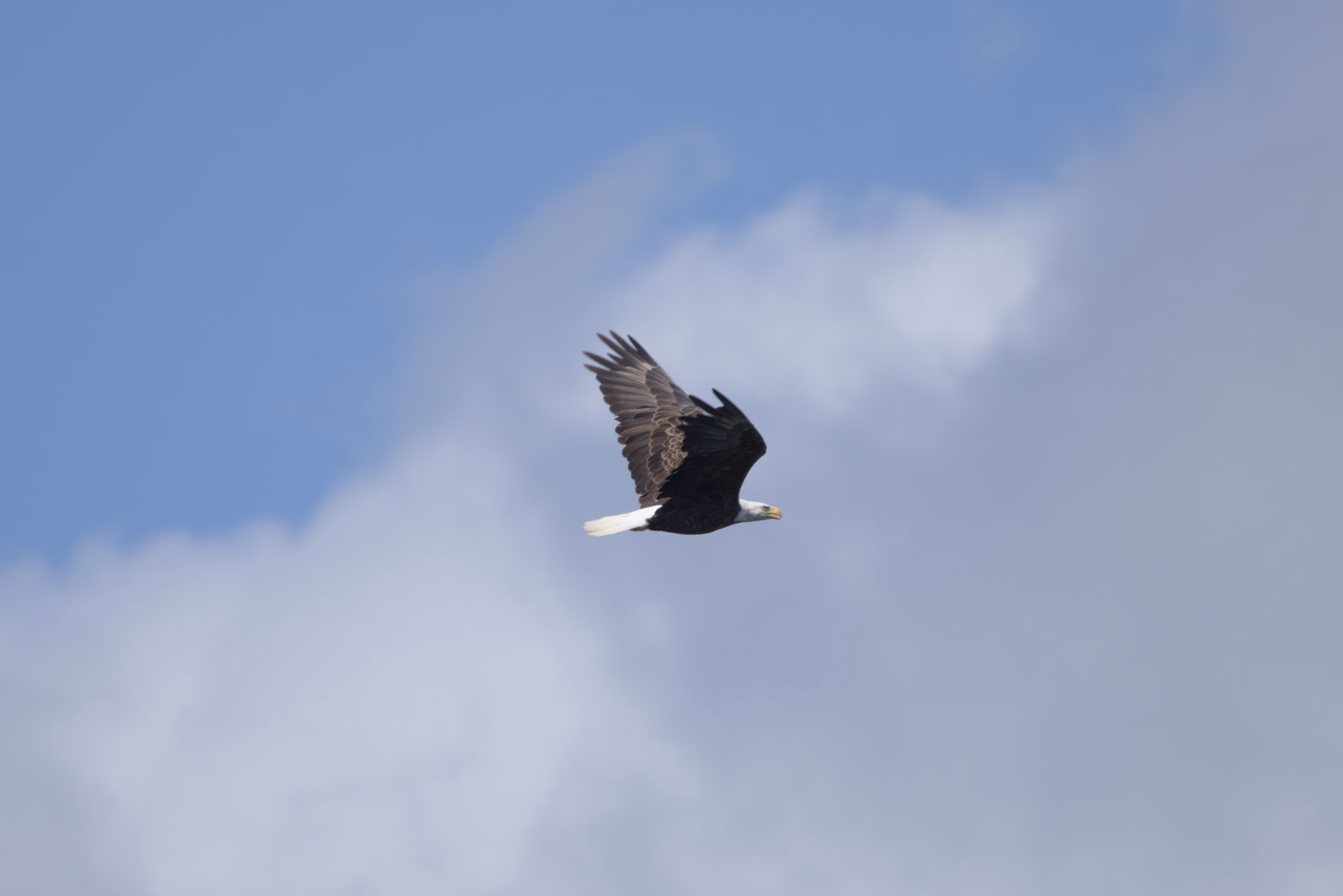 Bald Eagle photograph 1