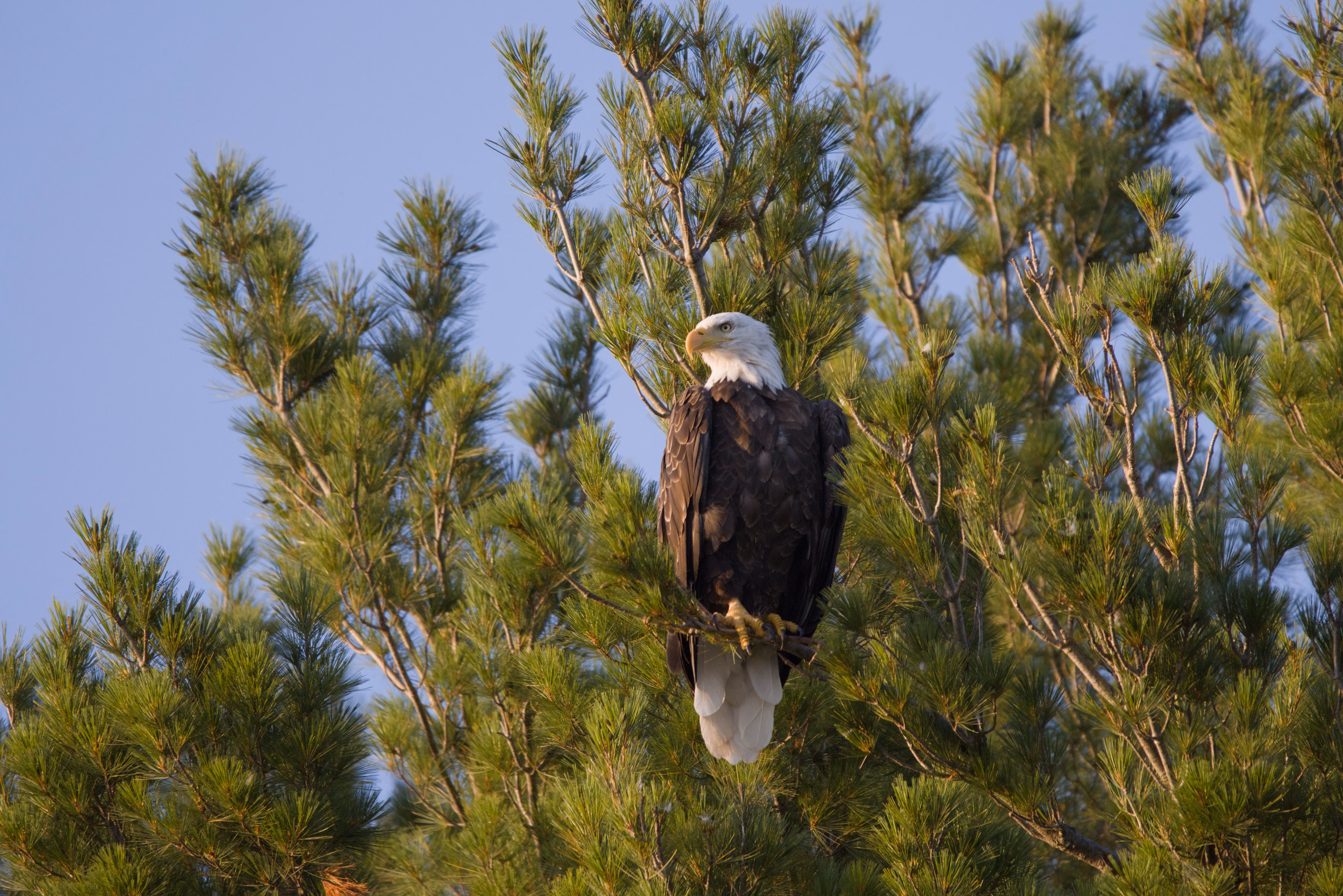 Bald Eagle photograph 4