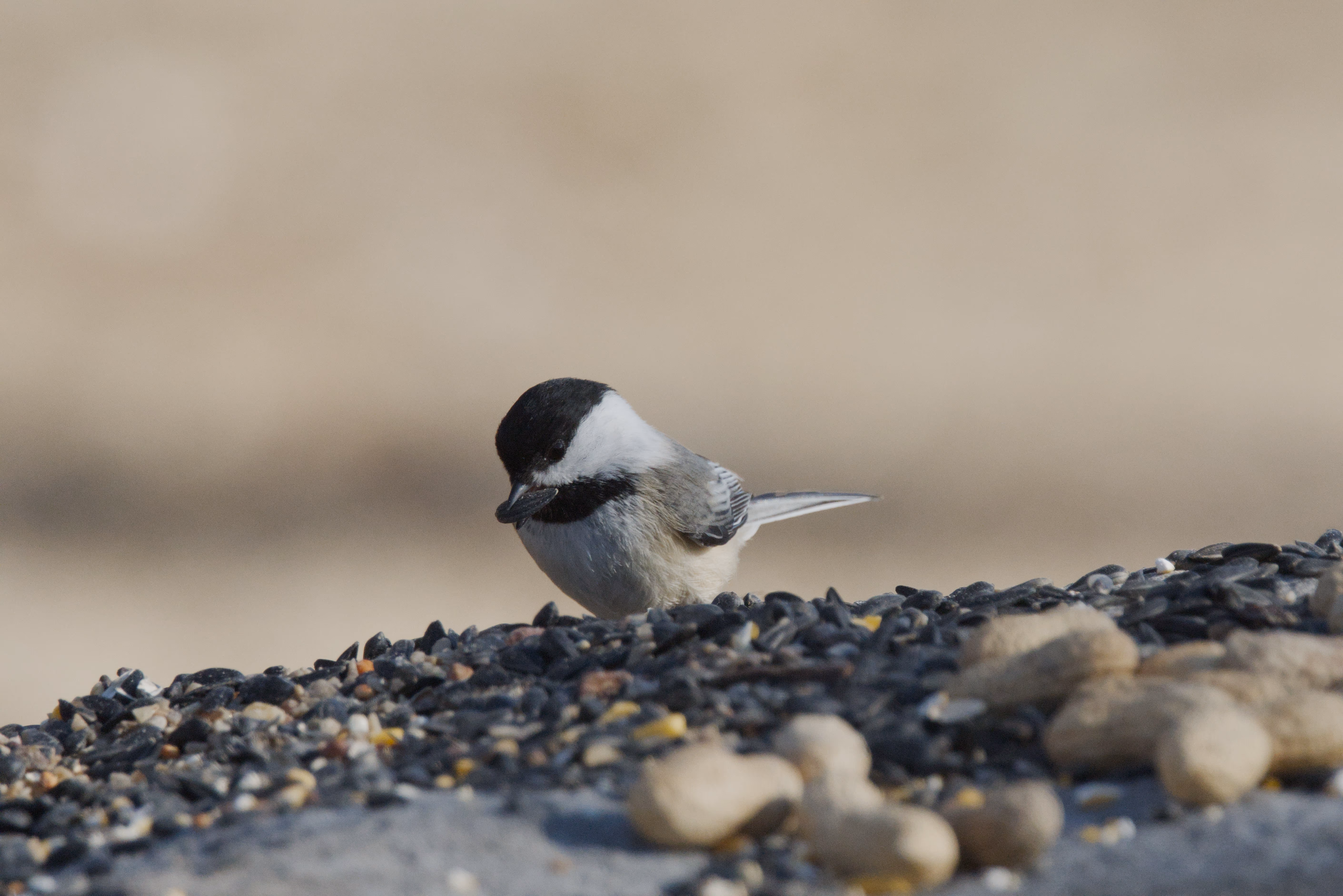 Black-capped Chickadee photograph 1