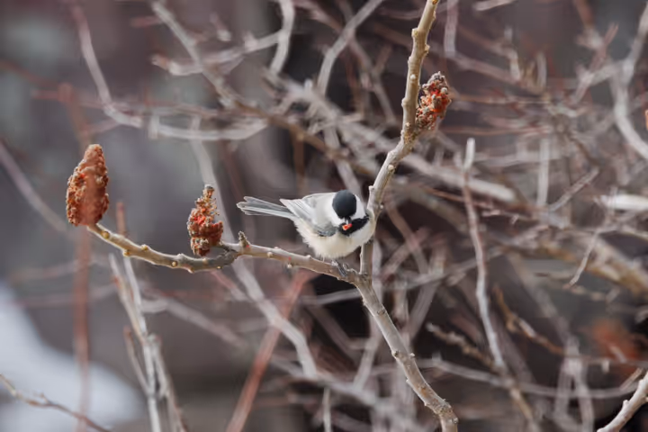 Black-capped Chickadee trip image