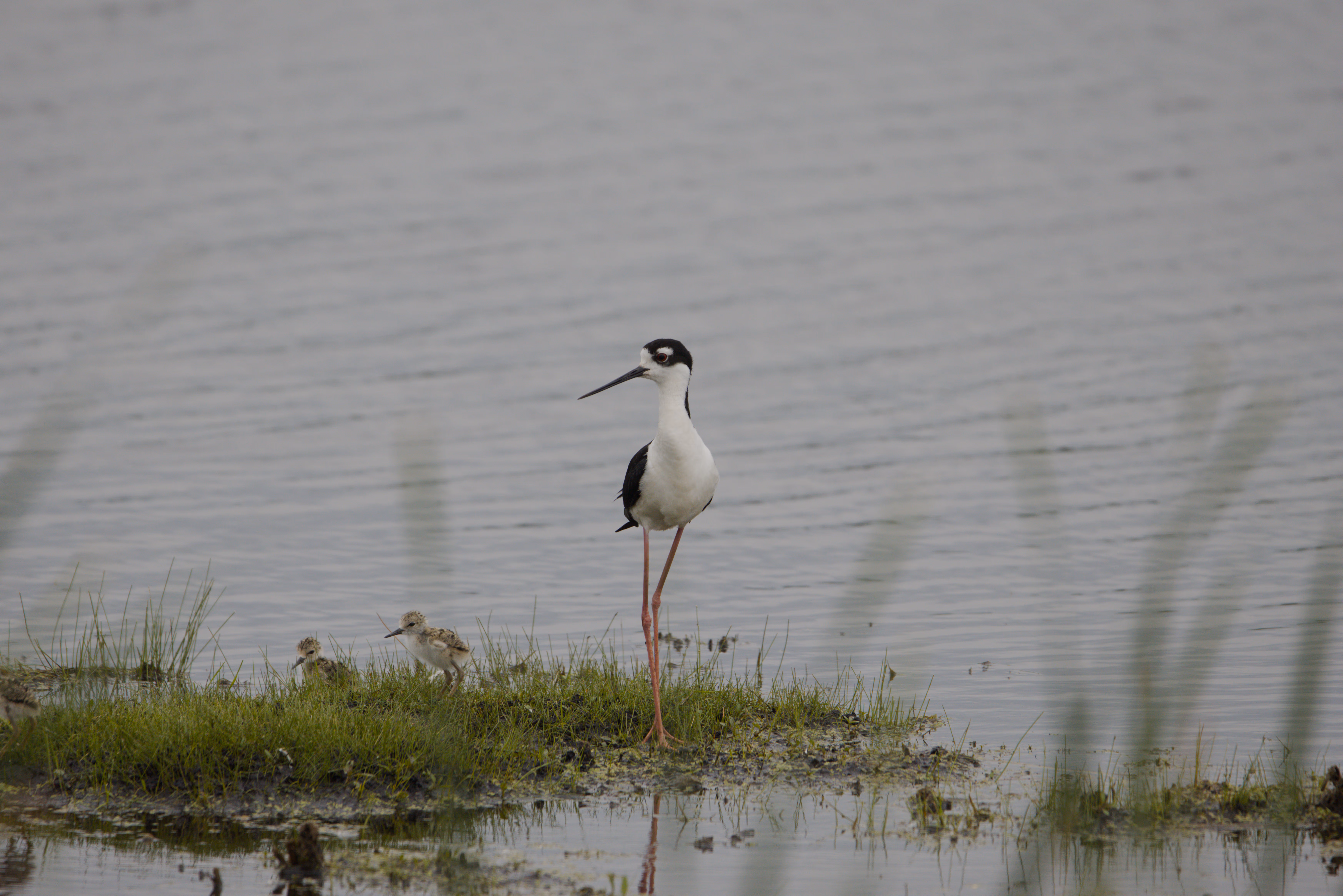 Black-necked Stilt photograph 1