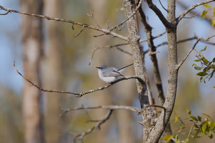 Blue-gray Gnatcatcher trip image