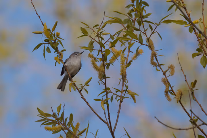 Blue-gray Gnatcatcher trip image