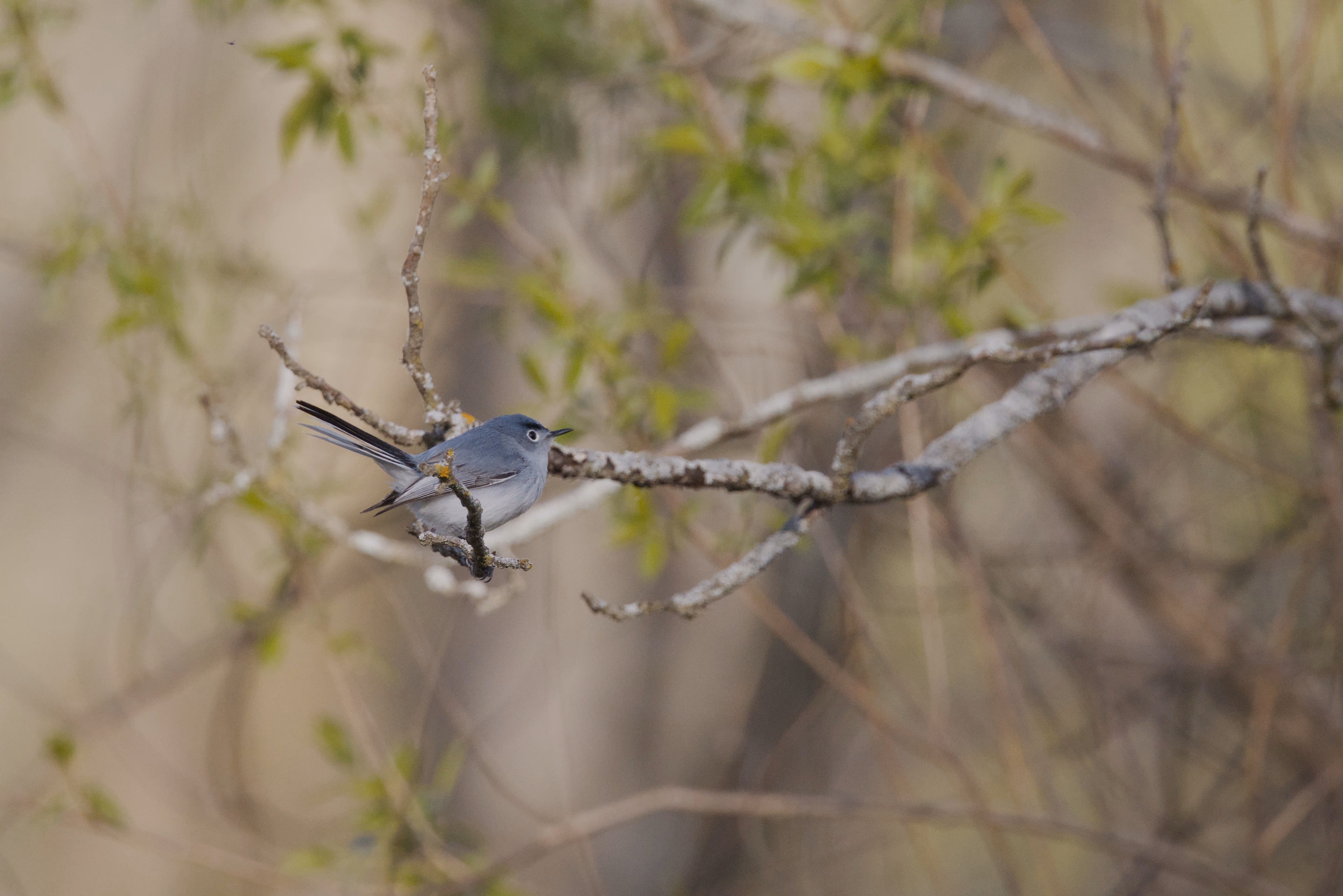 Blue-gray Gnatcatcher trip cover