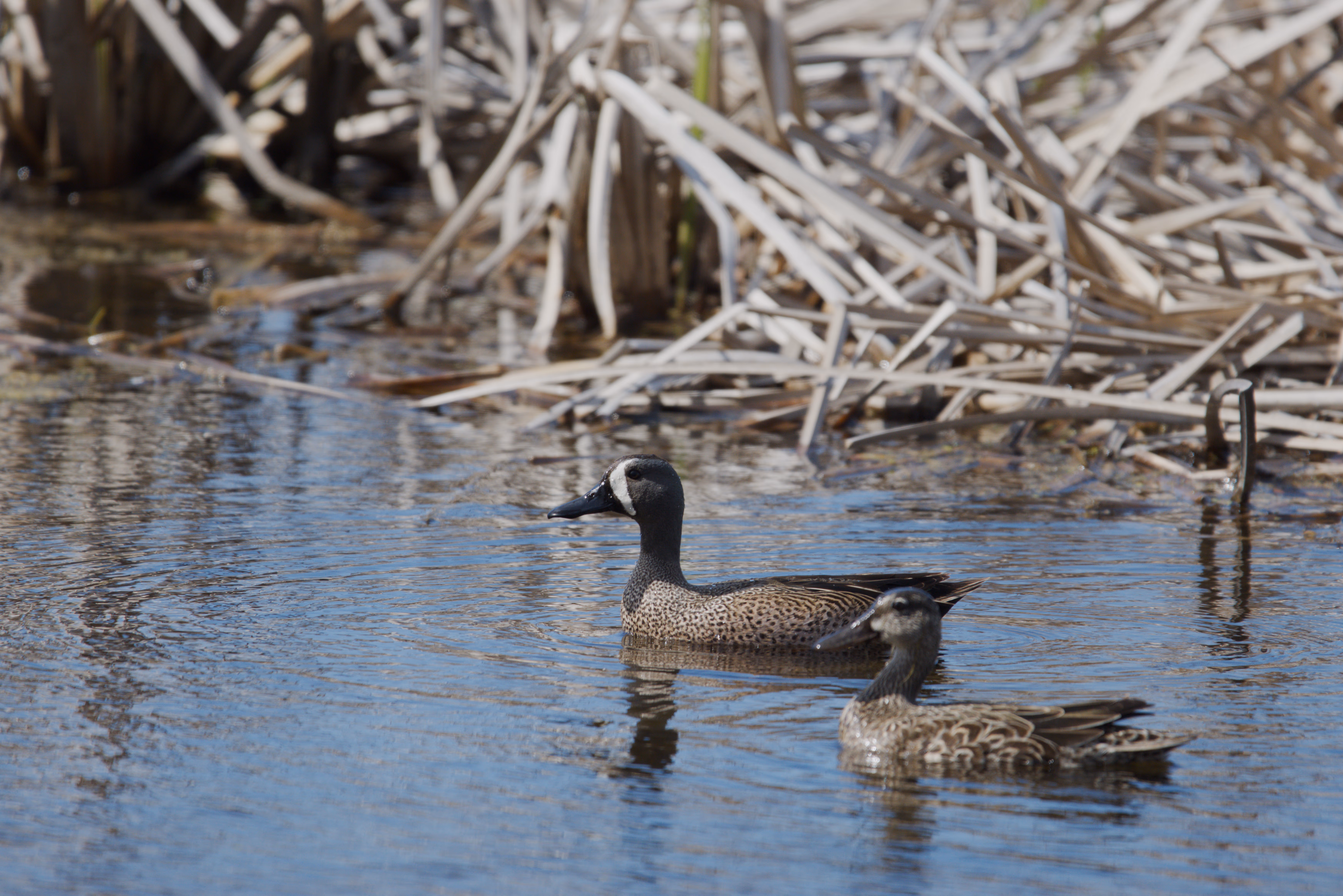 Blue-winged Teal photograph 1