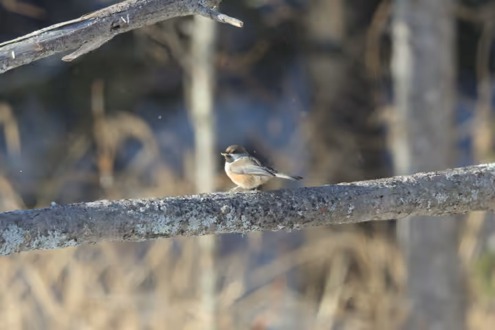 Boreal Chickadee trip image