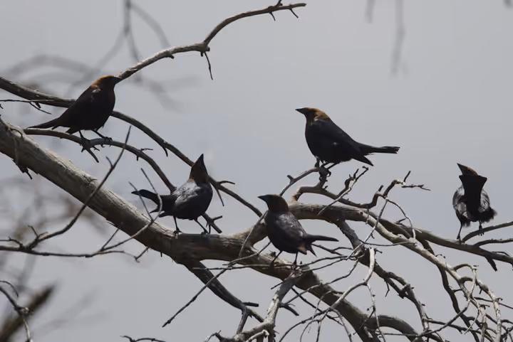 Brown-headed Cowbird trip image