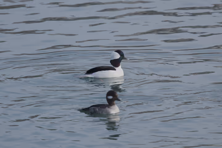 Bufflehead recent capture