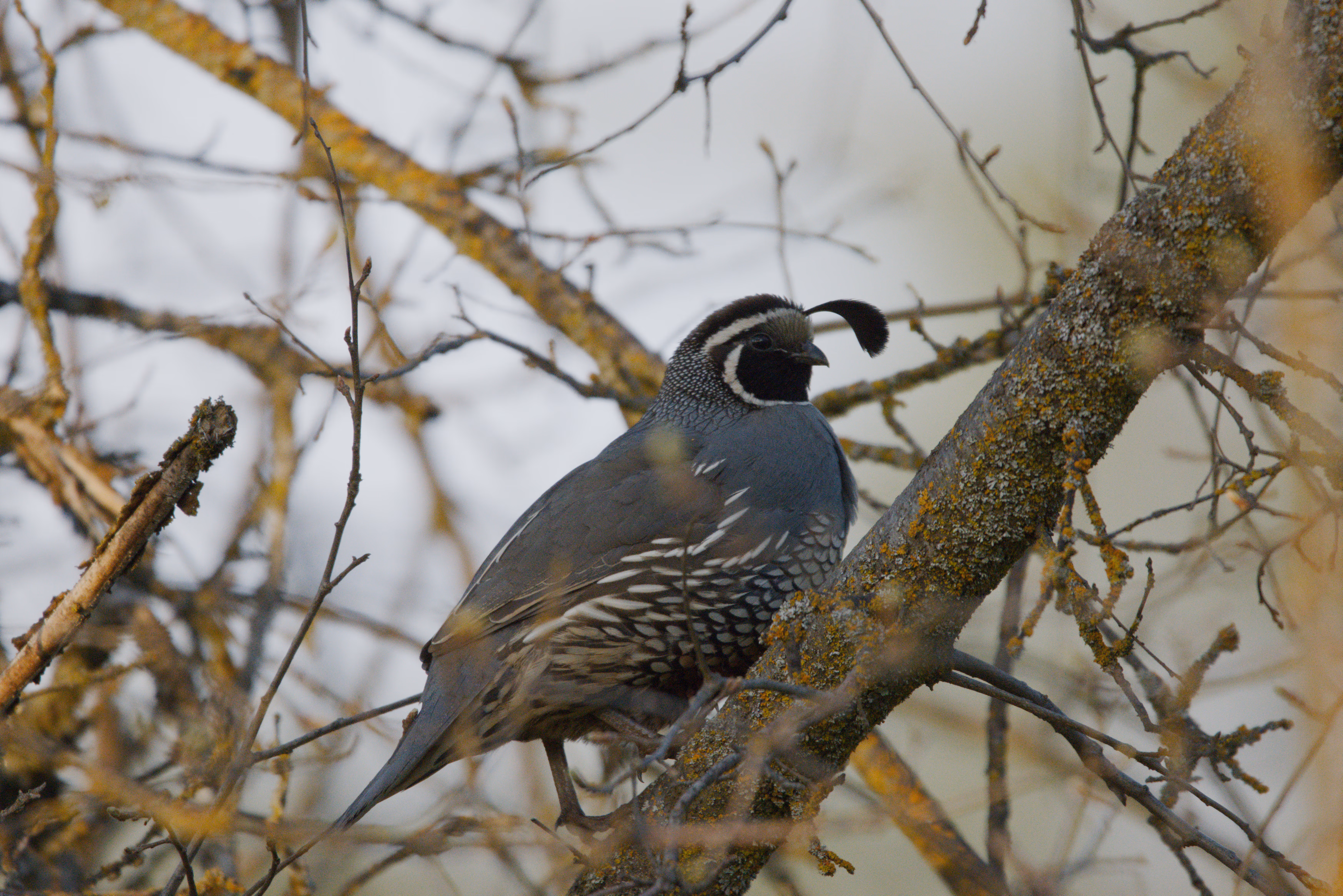 California Quail photograph 1