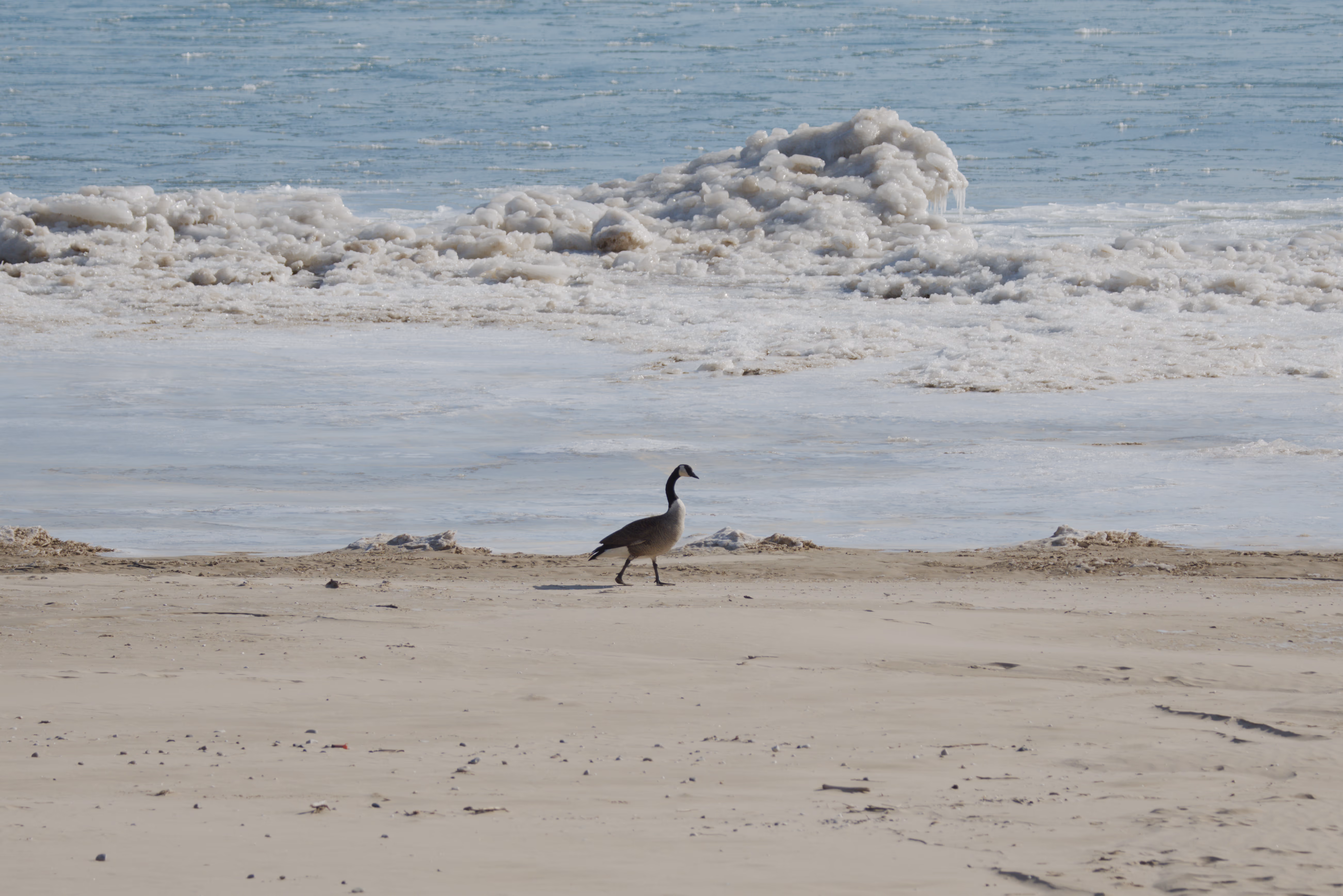 Canada Goose recent capture