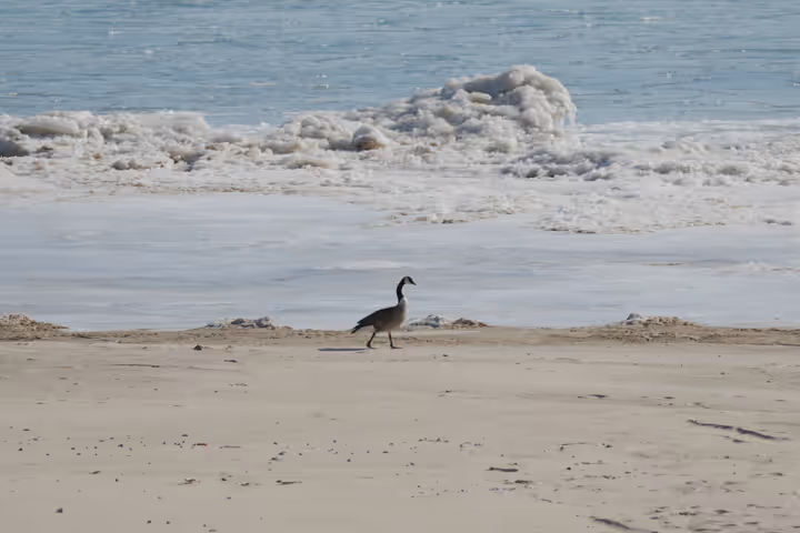 Canada Goose trip image