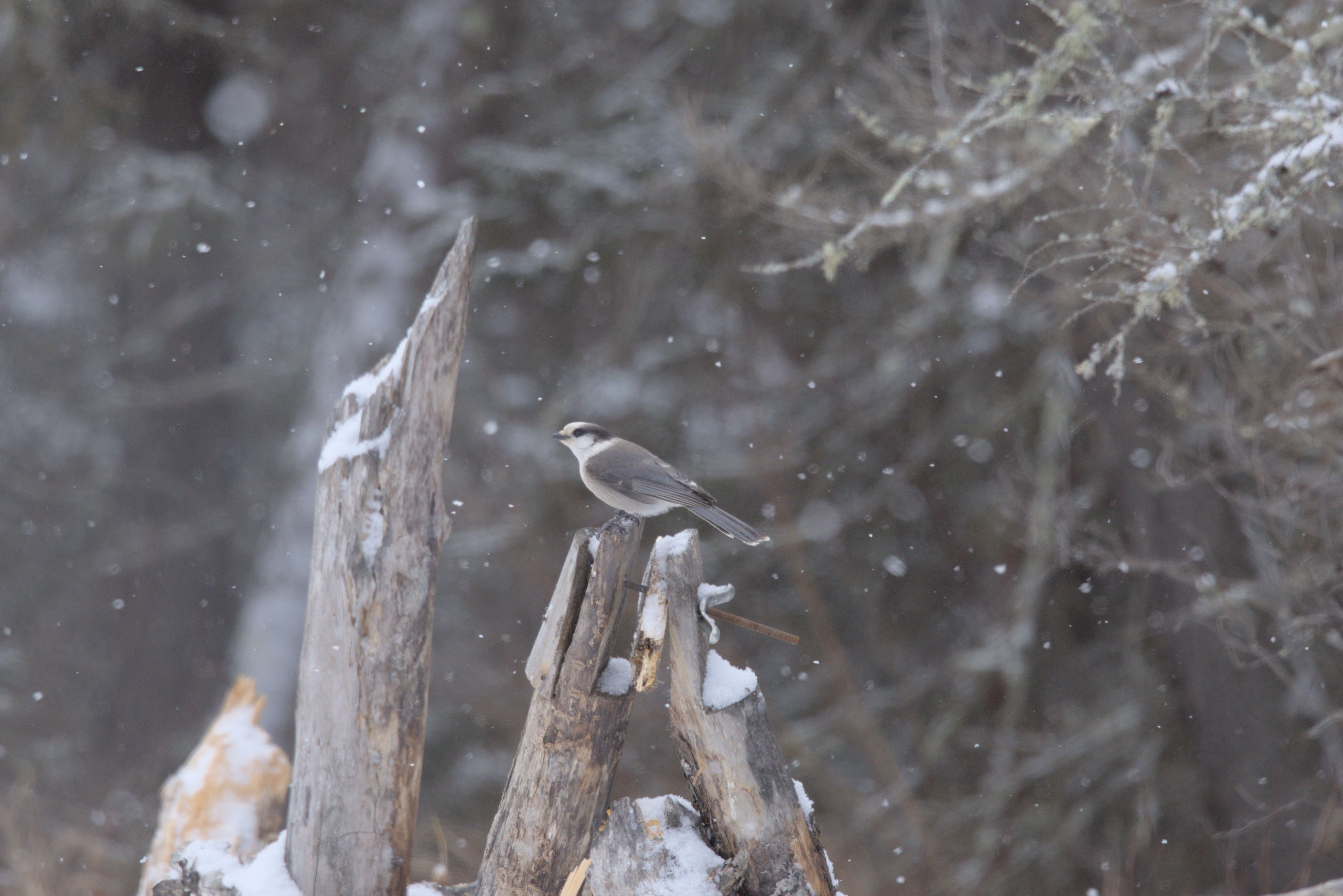 Canada Jay photograph 2