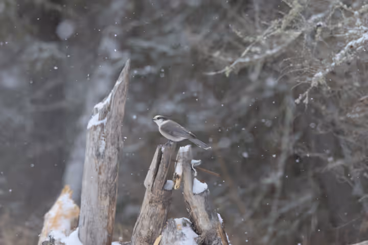Canada Jay trip image