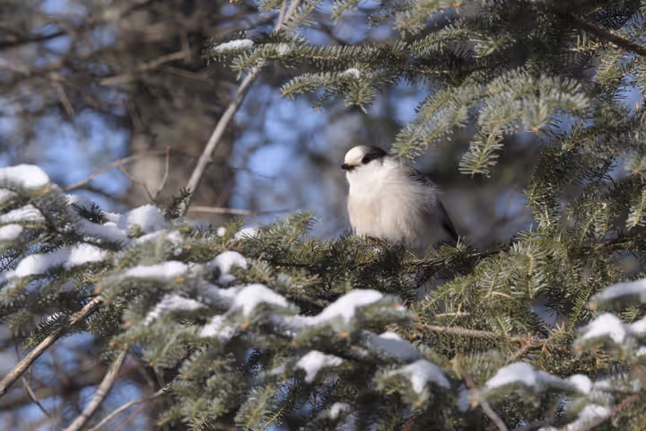 Canada Jay trip image