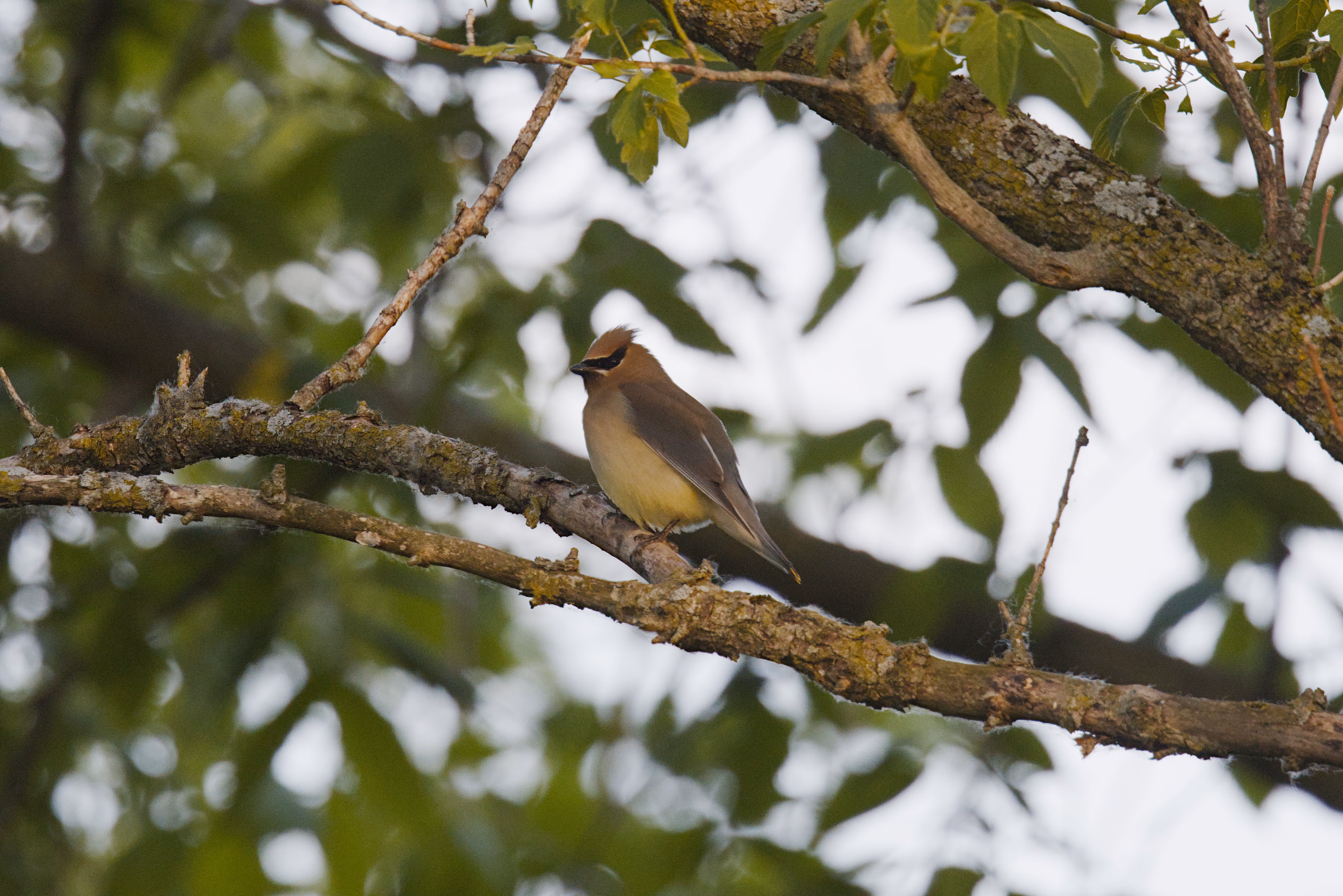 Cedar Waxwing photograph 1