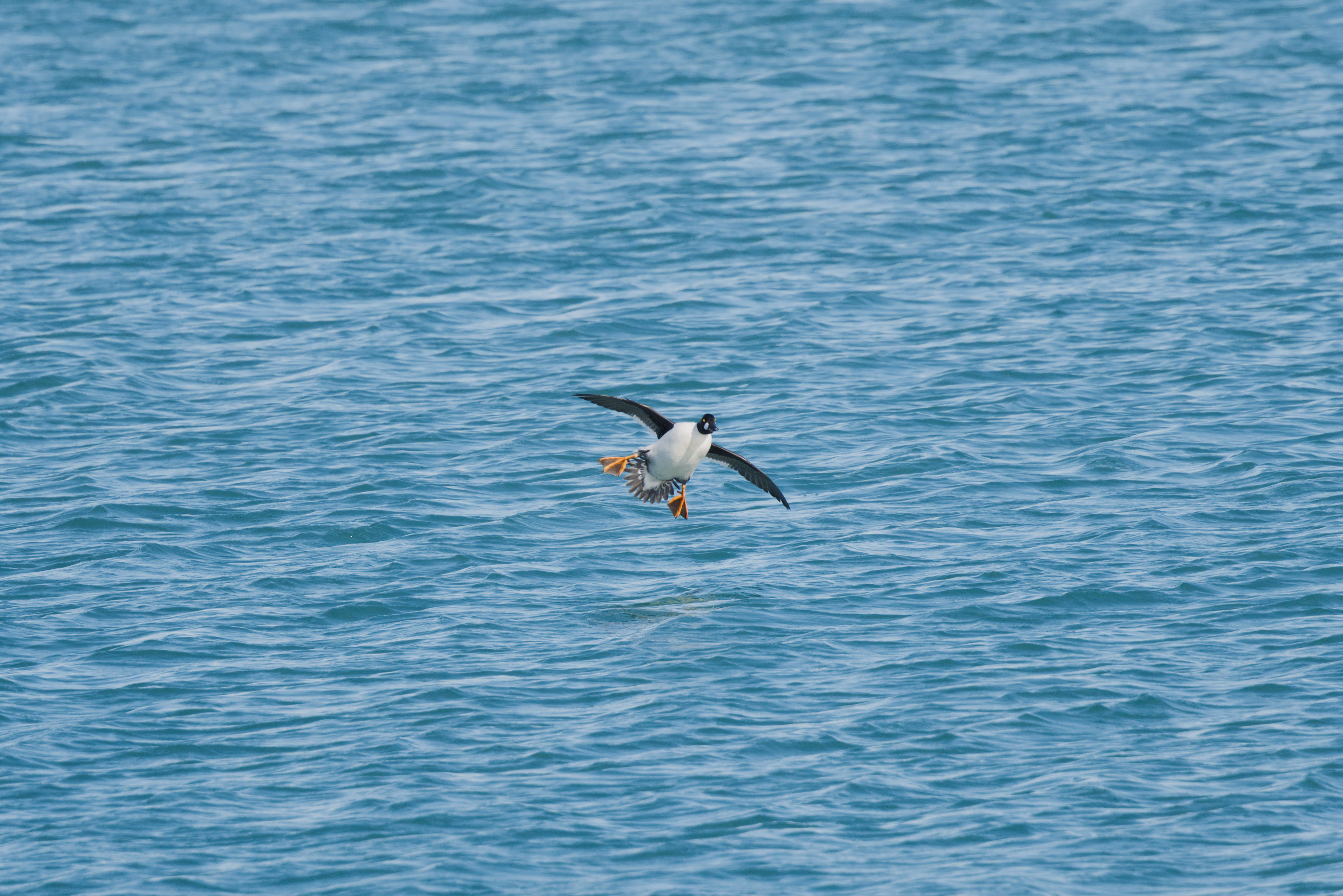 Common Goldeneye photograph 3