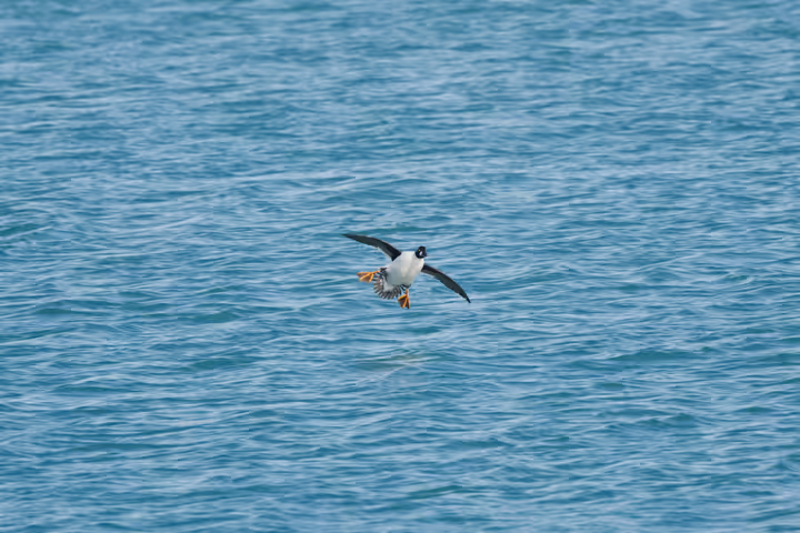 Common Goldeneye trip image