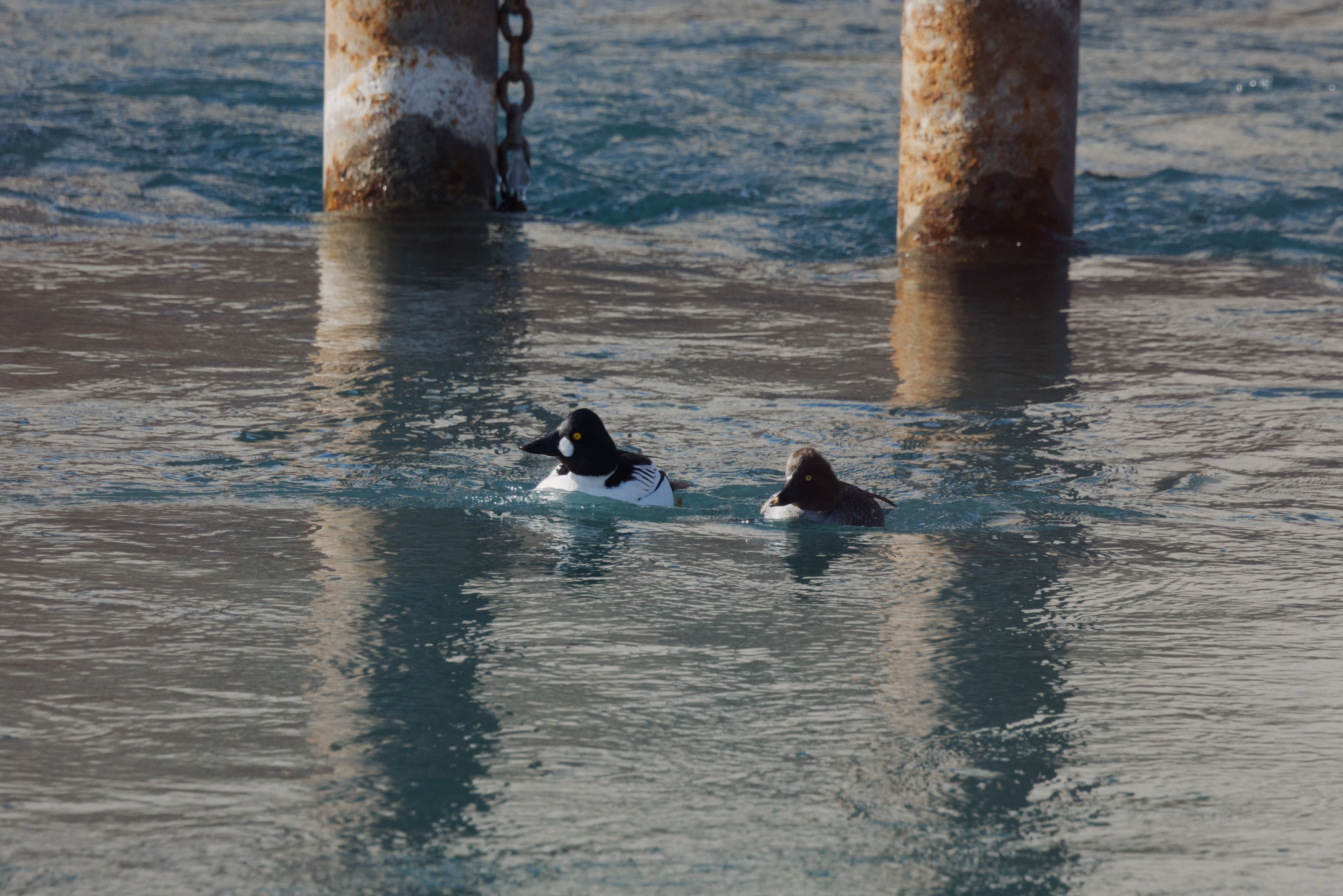 Common Goldeneye photograph 2