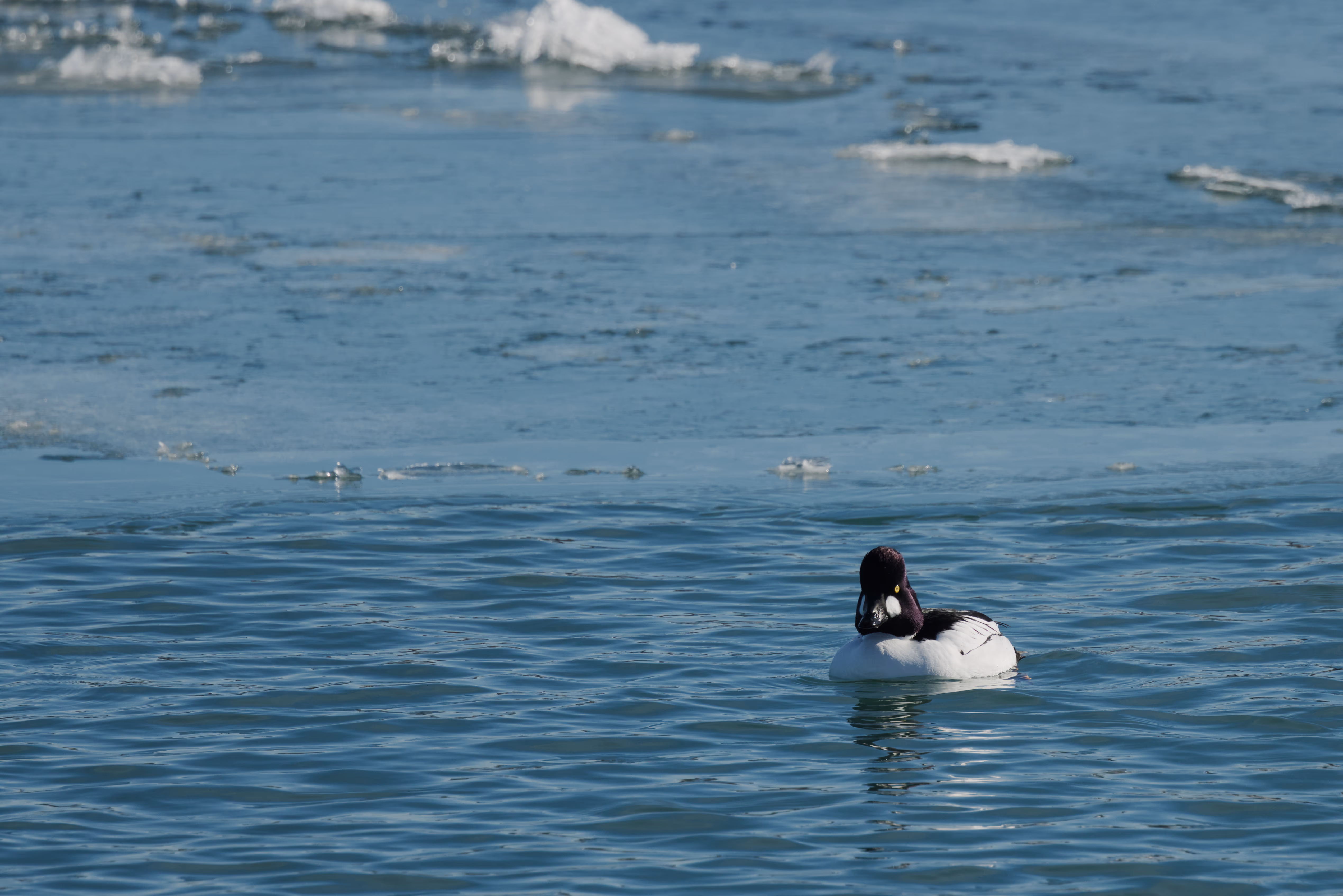 Common Goldeneye recent capture