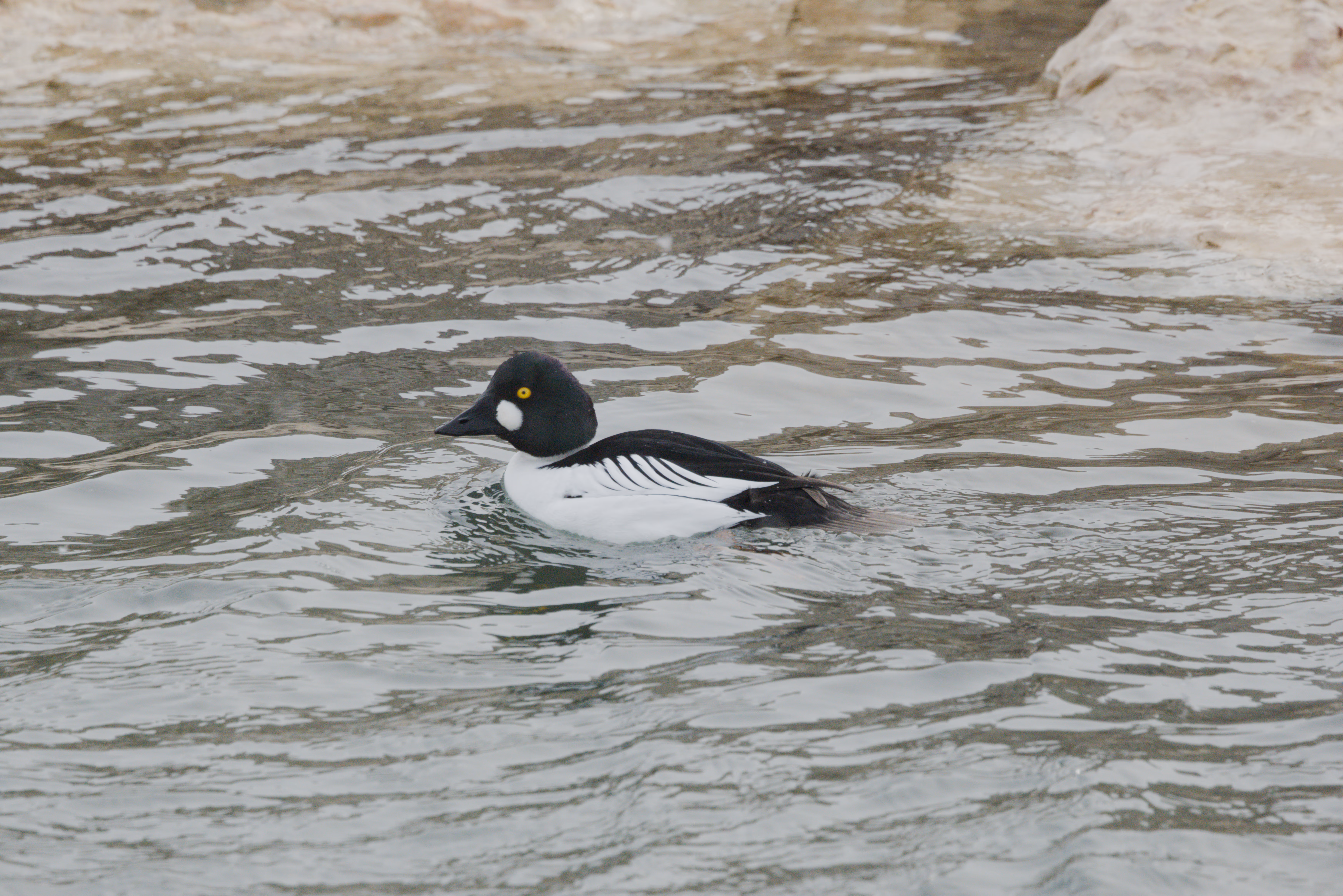 Common Goldeneye photograph 1