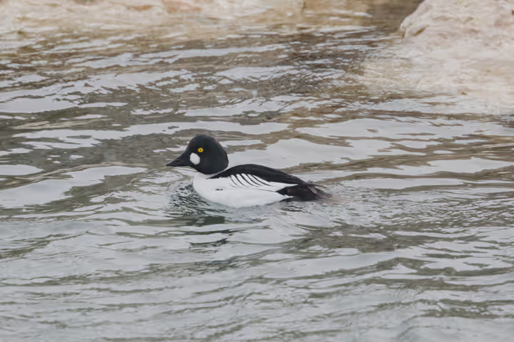 Common Goldeneye trip image