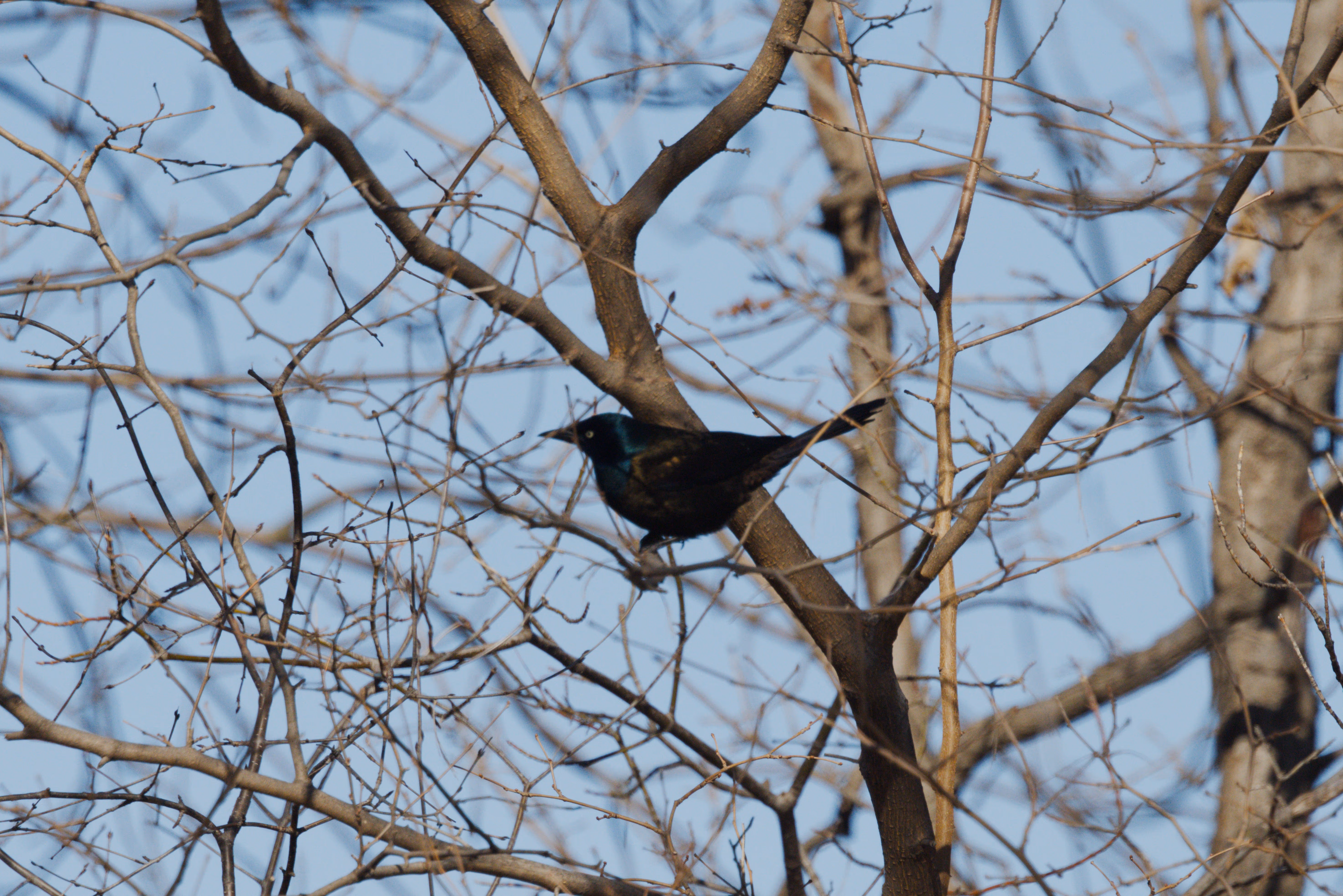 Common Grackle photograph 1