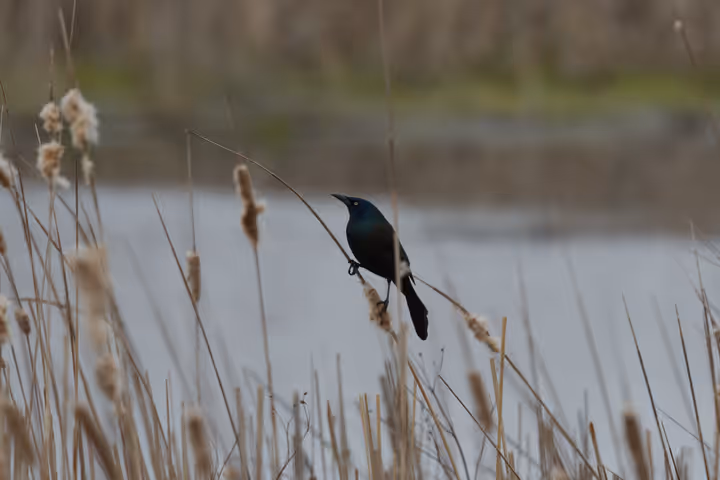 Common Grackle recent capture