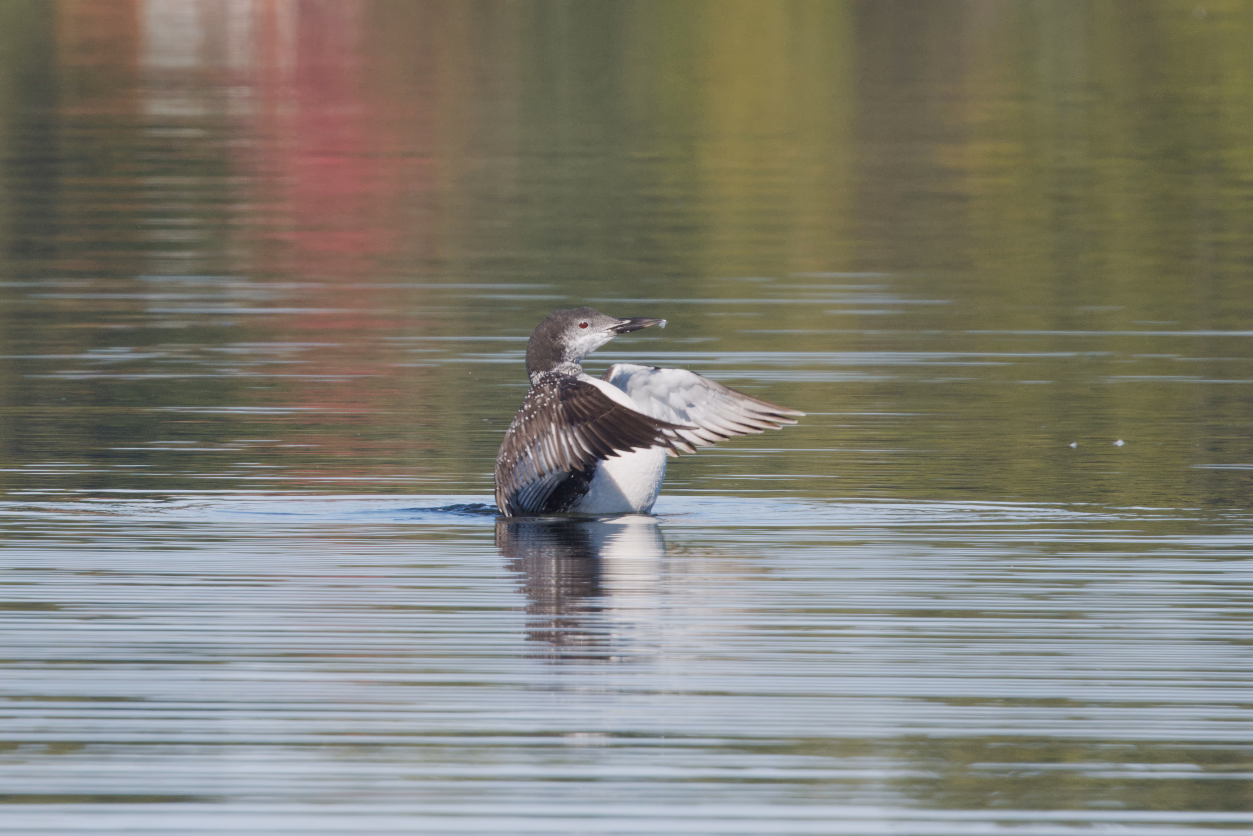 Common Loon photograph 3