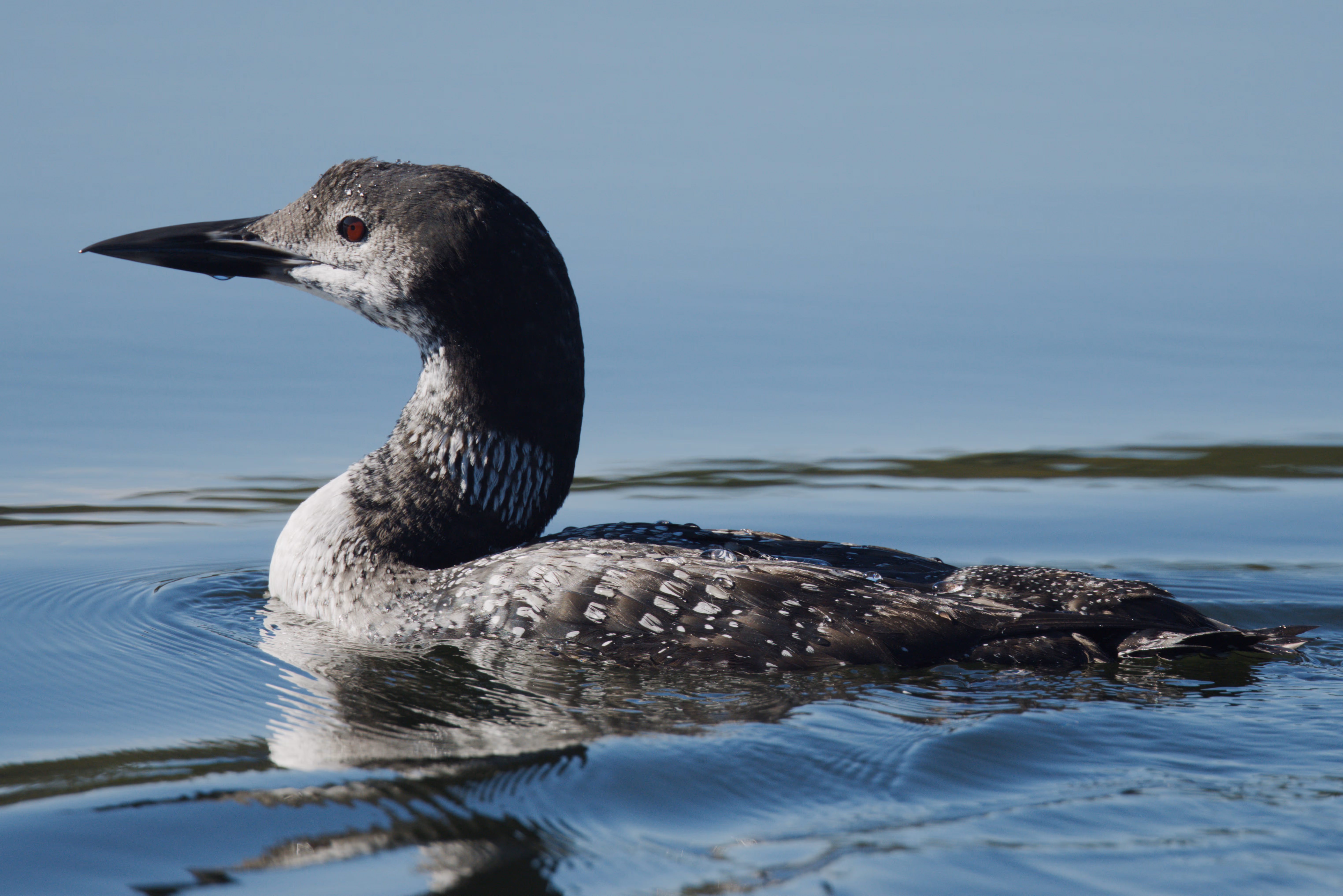 Common Loon photograph 2