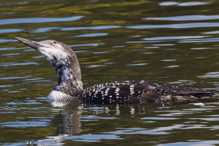 Common Loon recent capture