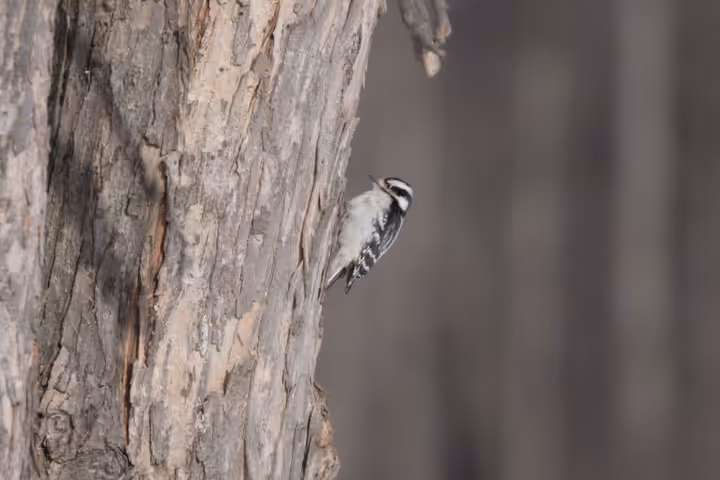 Downy Woodpecker trip image