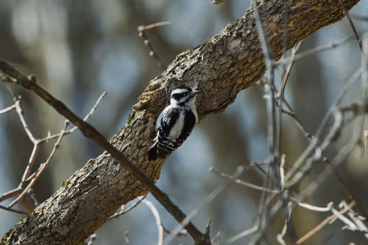 Downy Woodpecker trip image