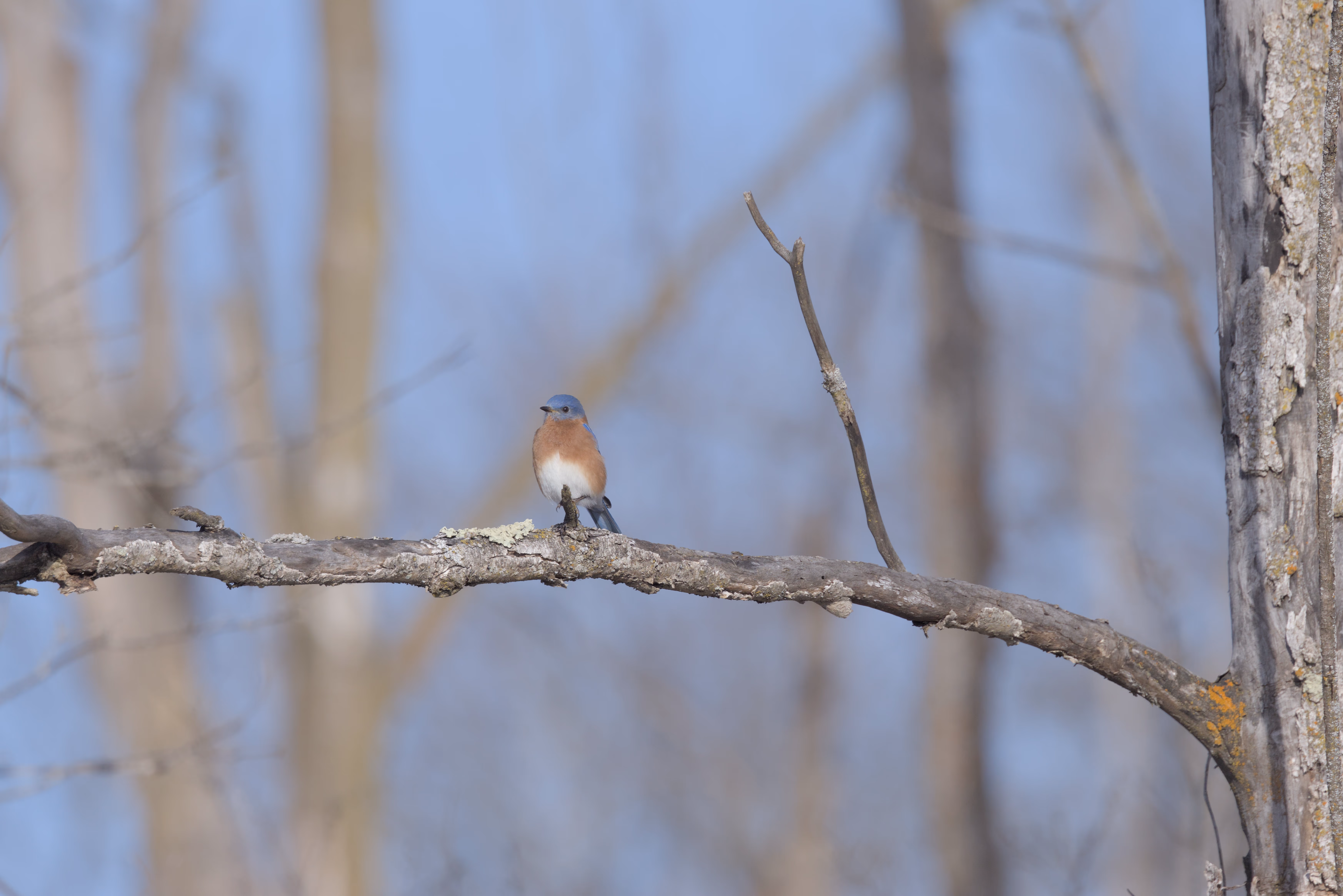 Eastern Bluebird photograph 3