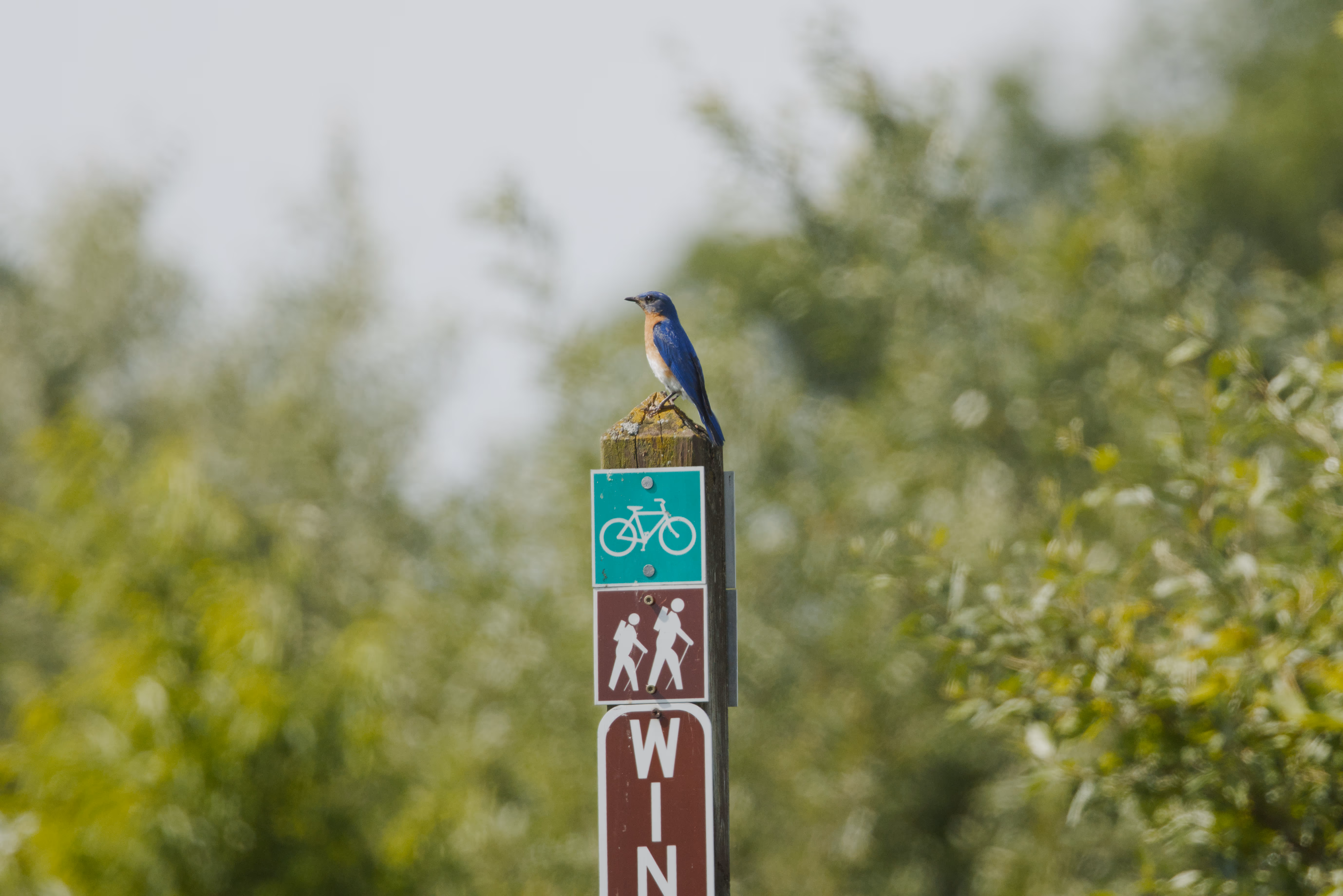 Eastern Bluebird photograph 1