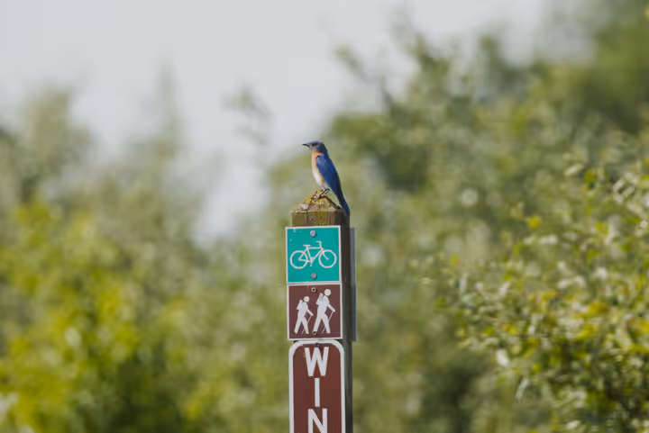 Eastern Bluebird recent capture