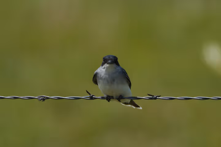 Eastern Kingbird trip image