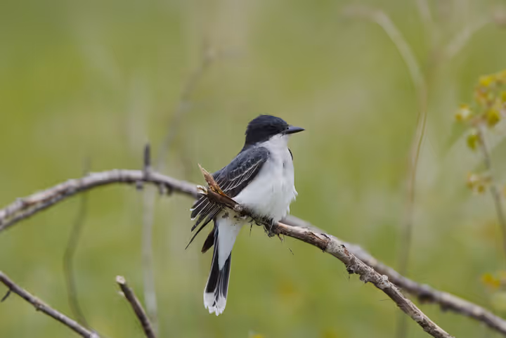 Eastern Kingbird trip image