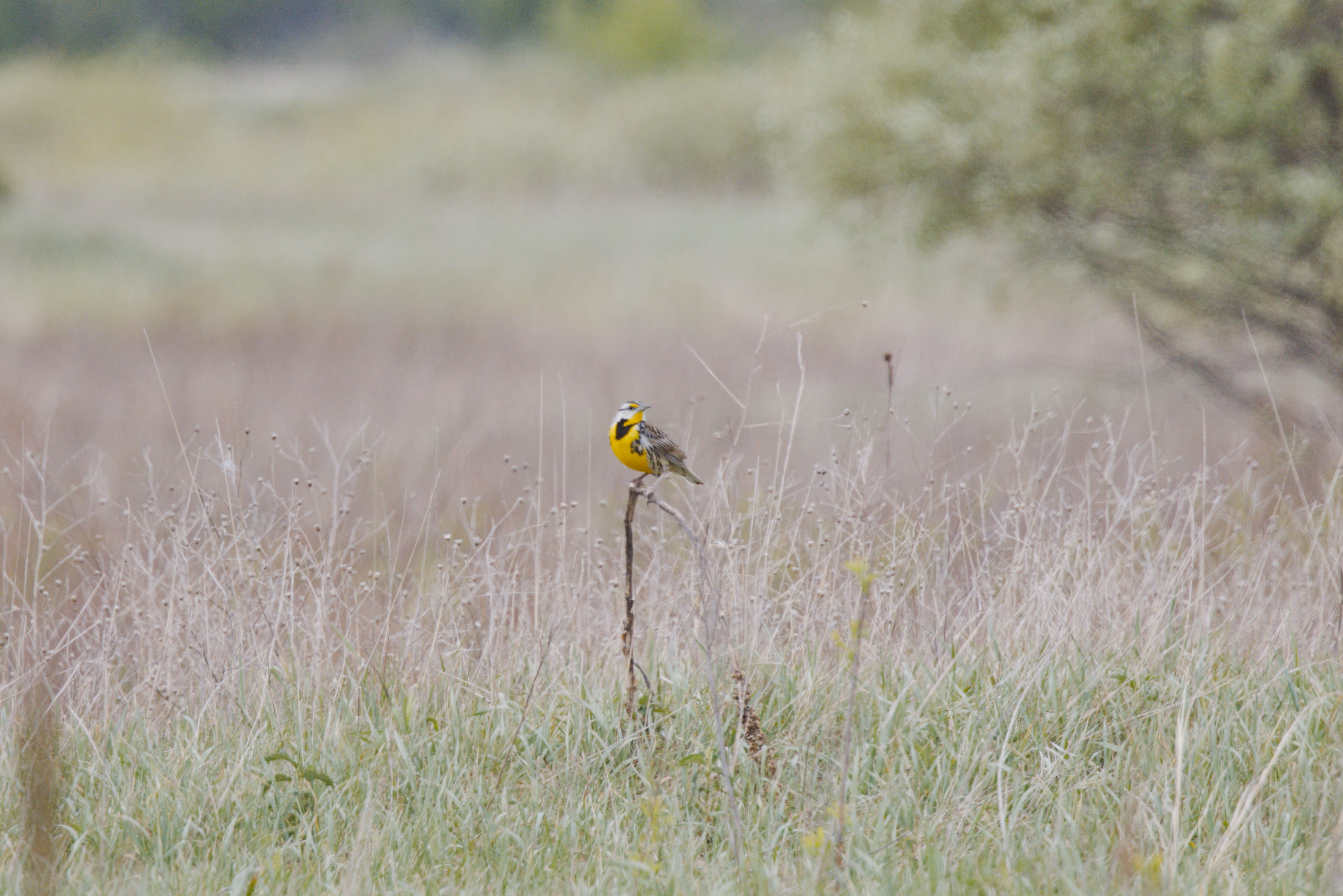 Eastern Meadowlark photograph 1