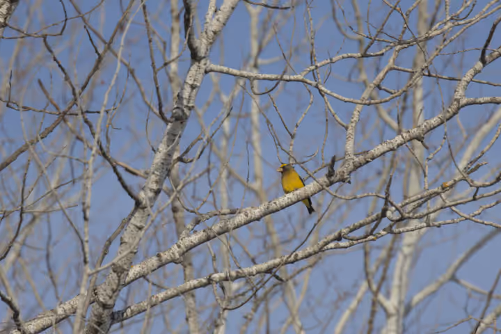 Evening Grosbeak trip image